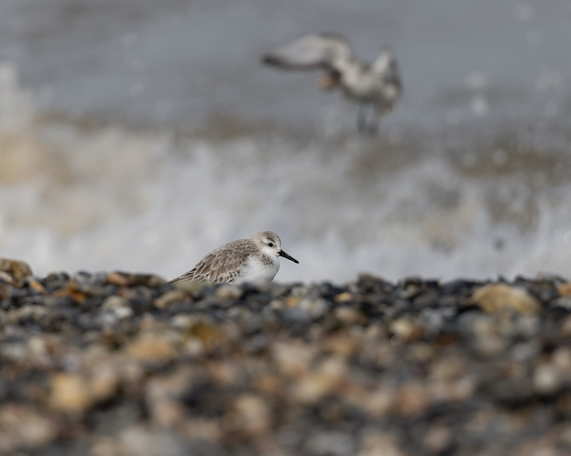 Sanderling