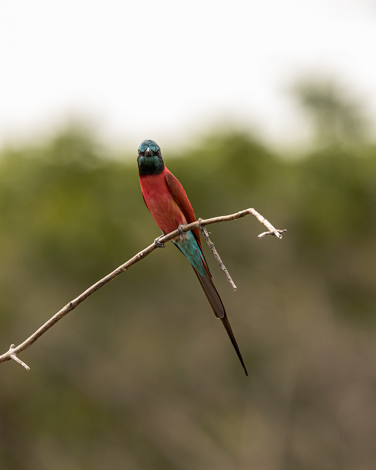 Northern Carmine Bee-eater