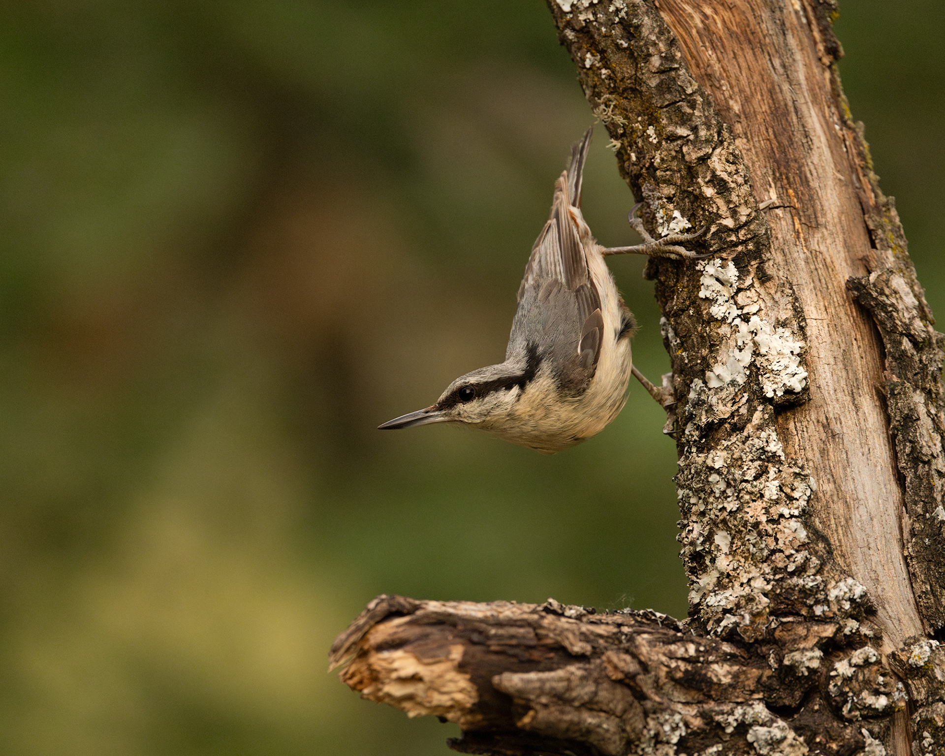 Nuthatch