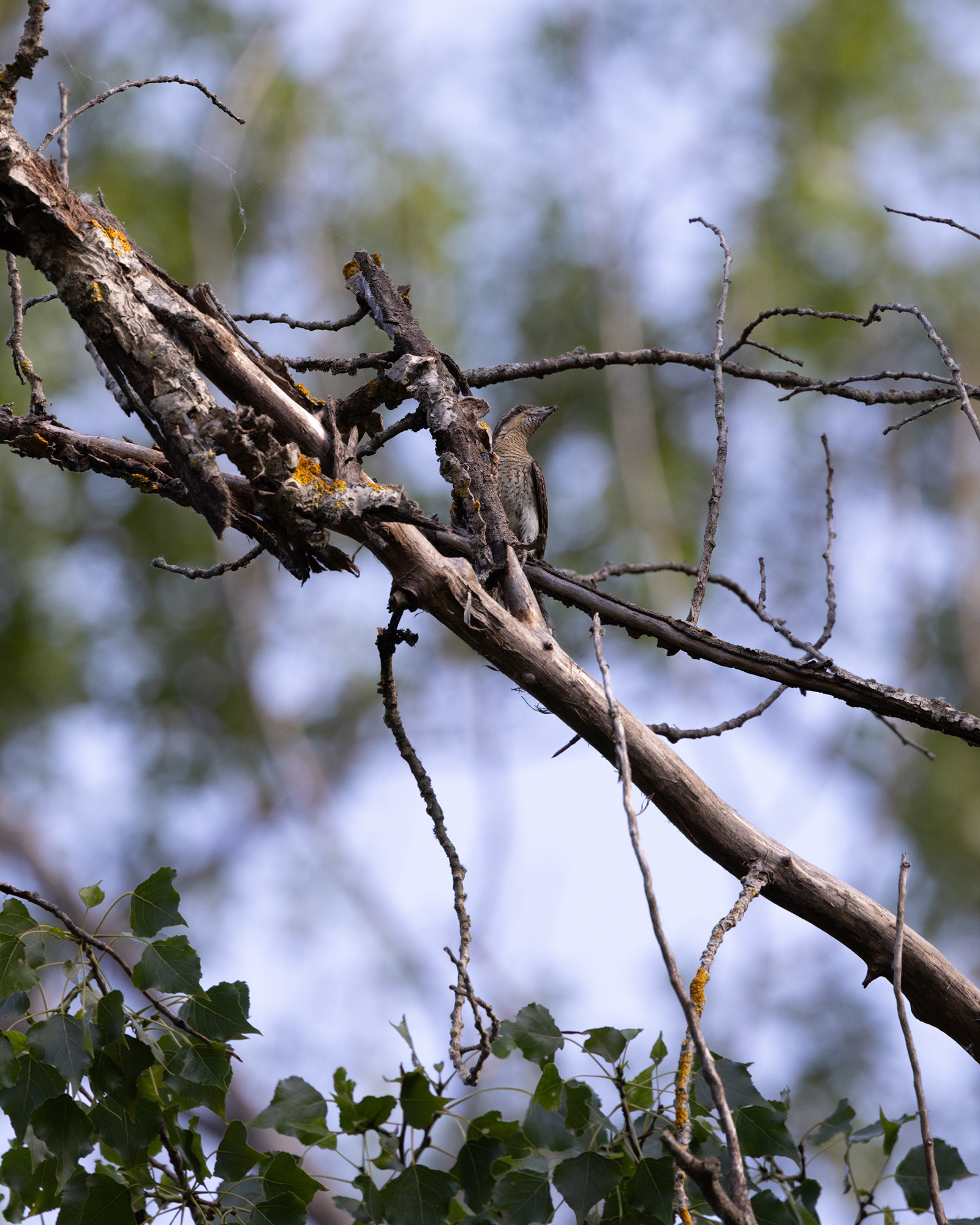 Wryneck