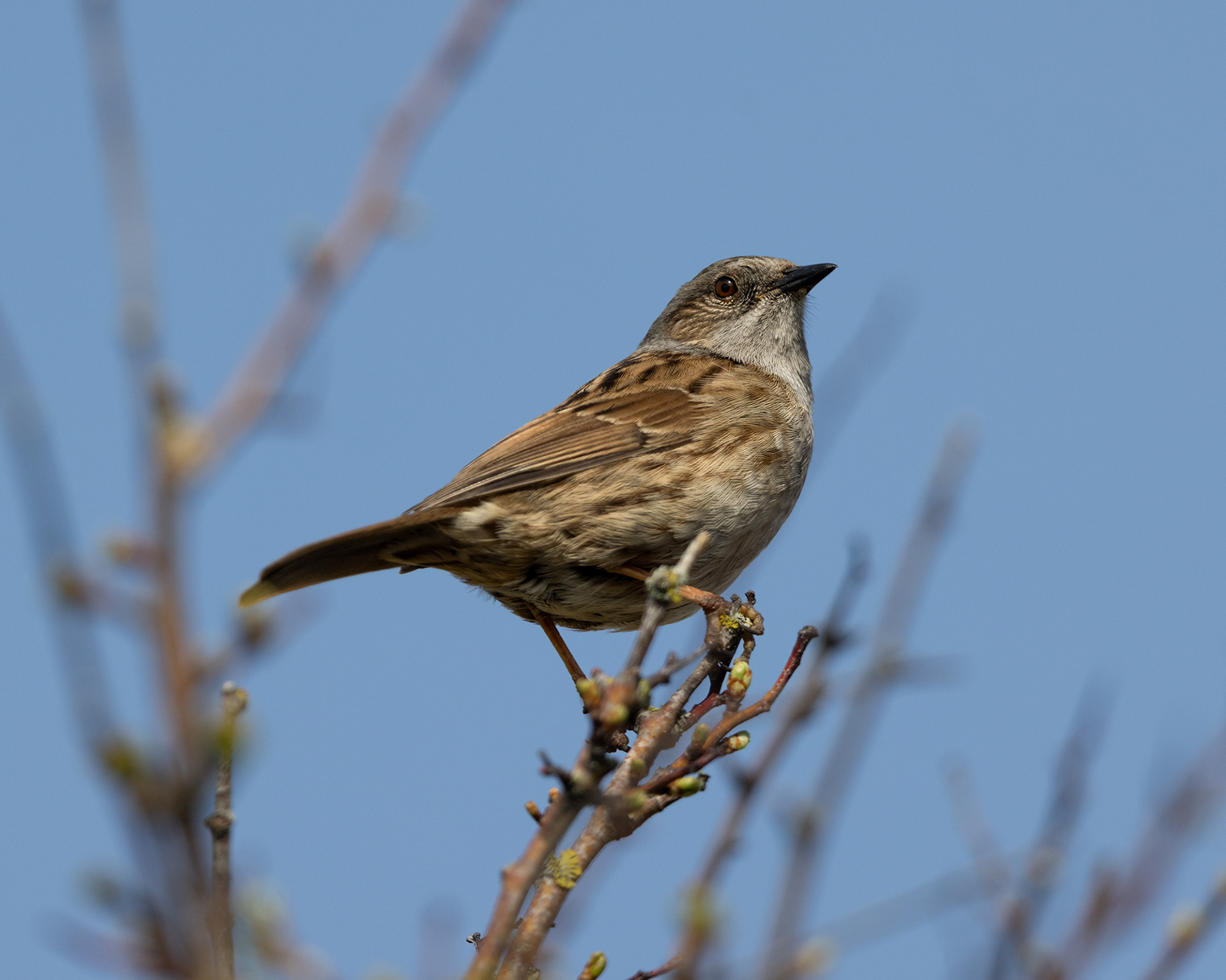 Dunnock