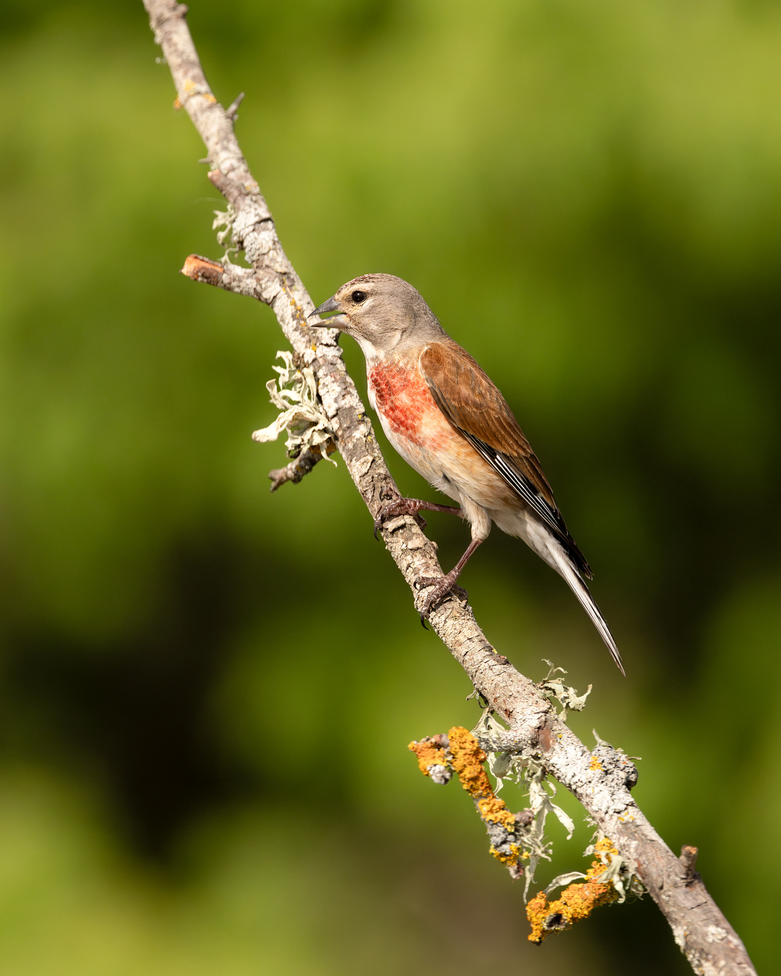 Linnet