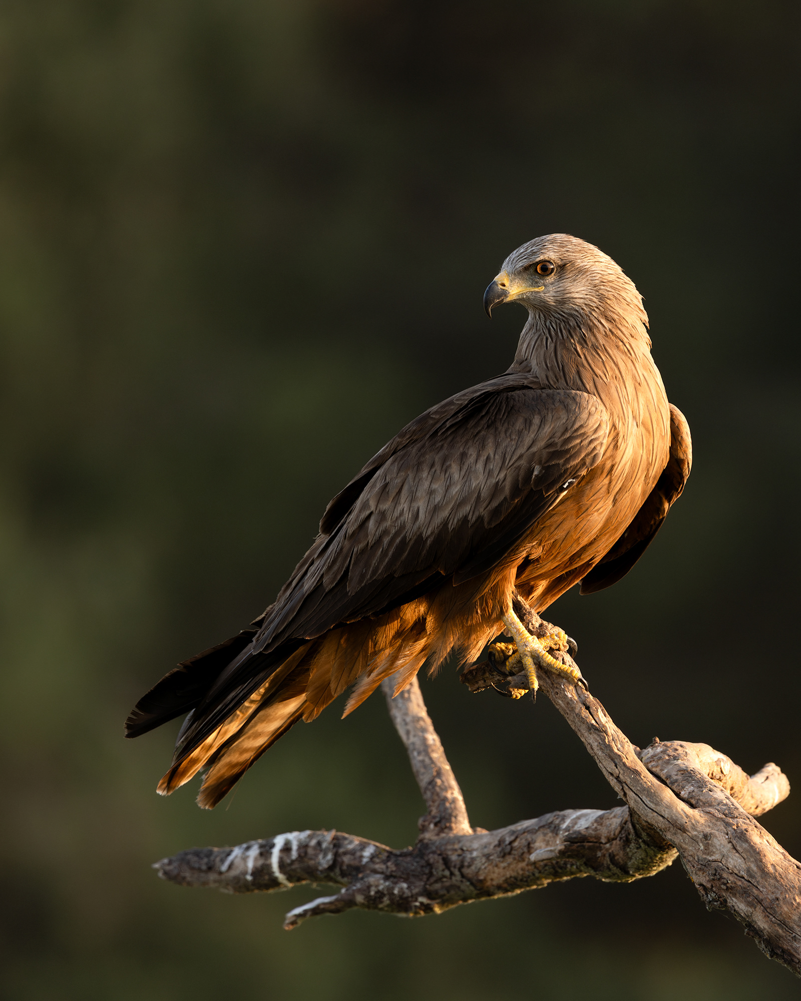 Black Kite