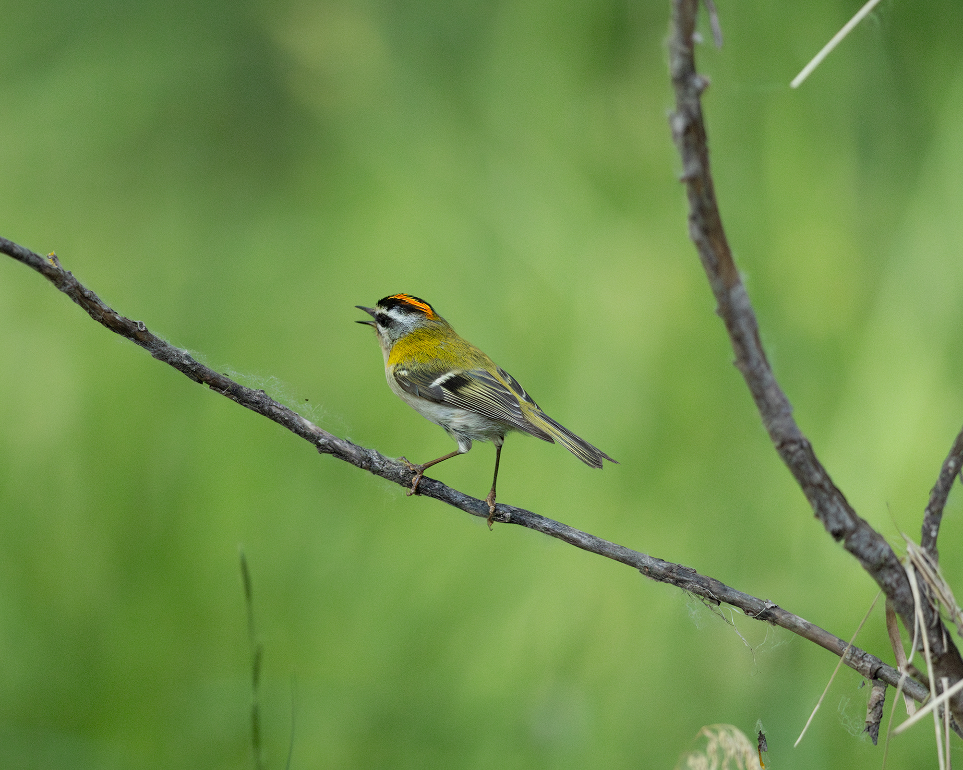 Firecrest
