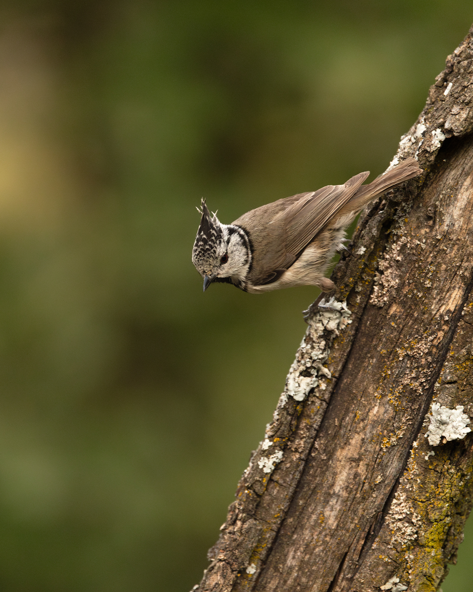 Crested Tit