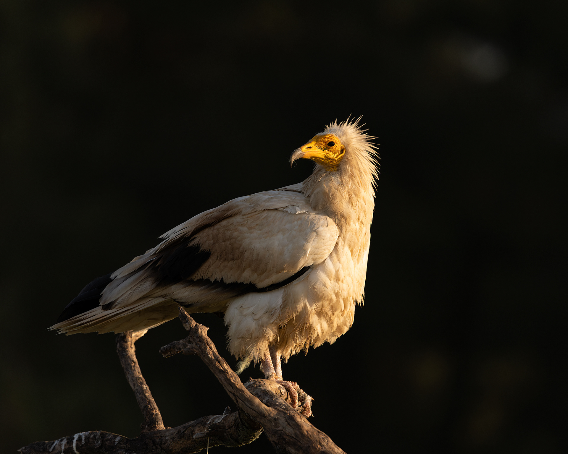 Egyptian Vulture