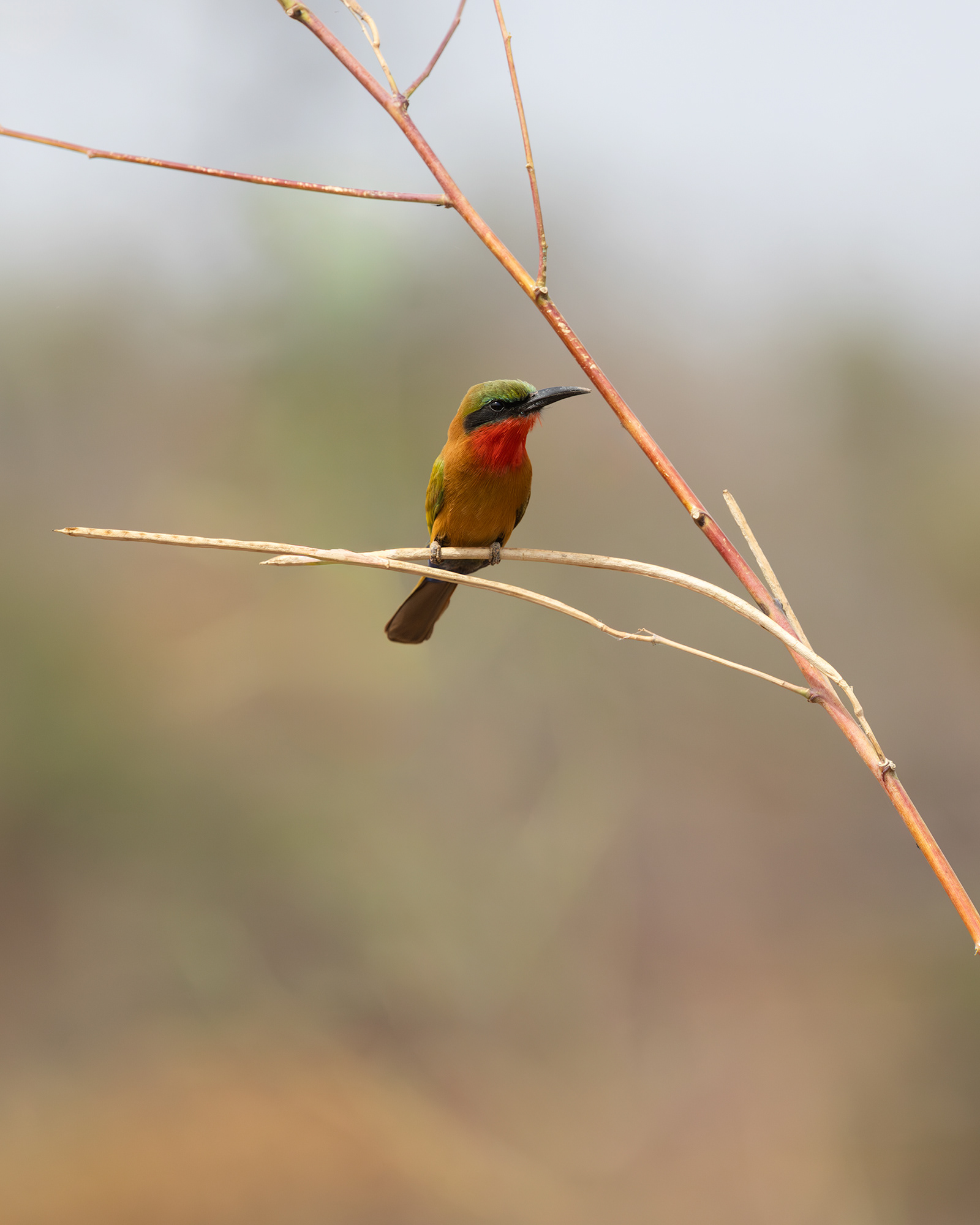 Red-throated Bee-eater