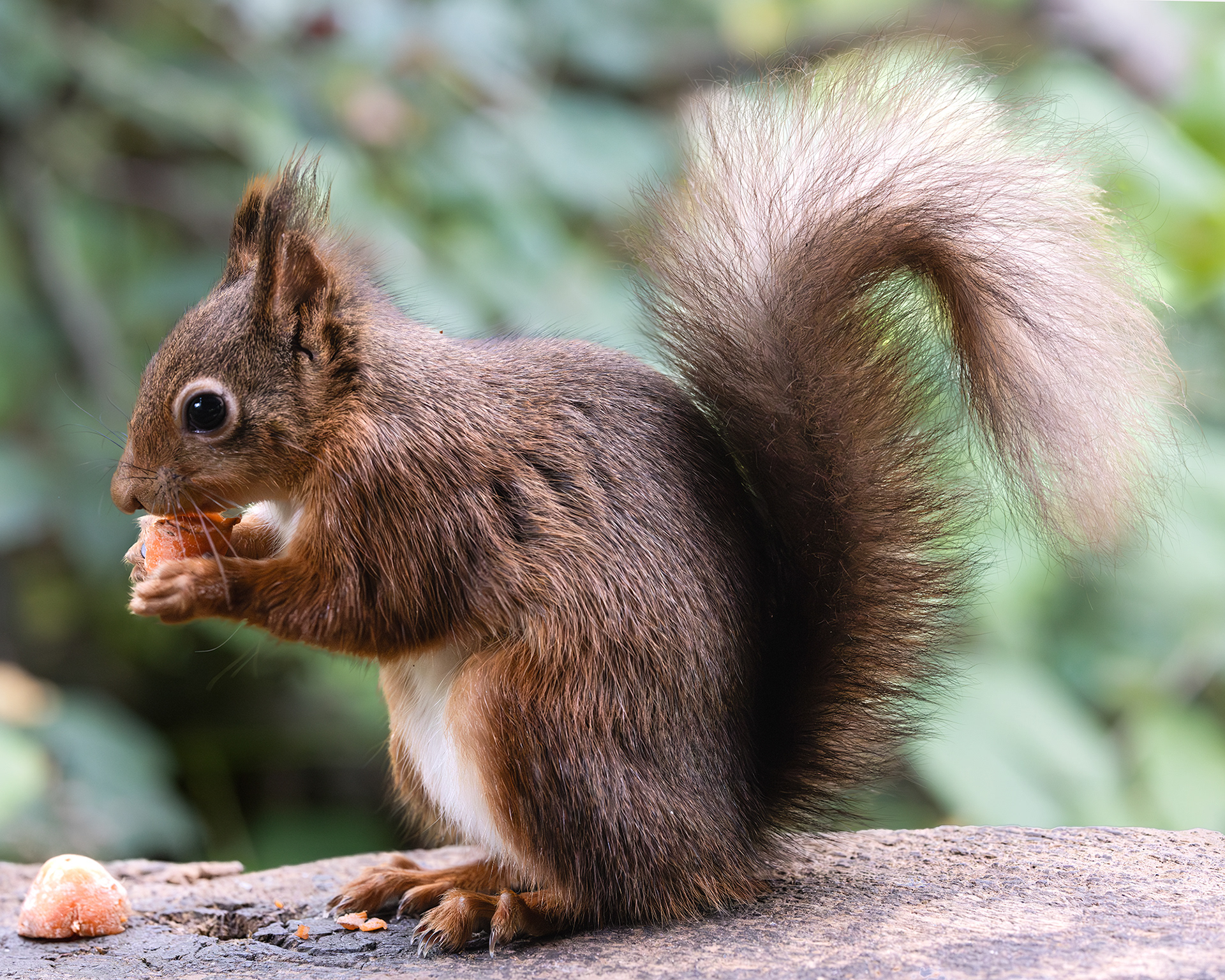 Red Squirrel