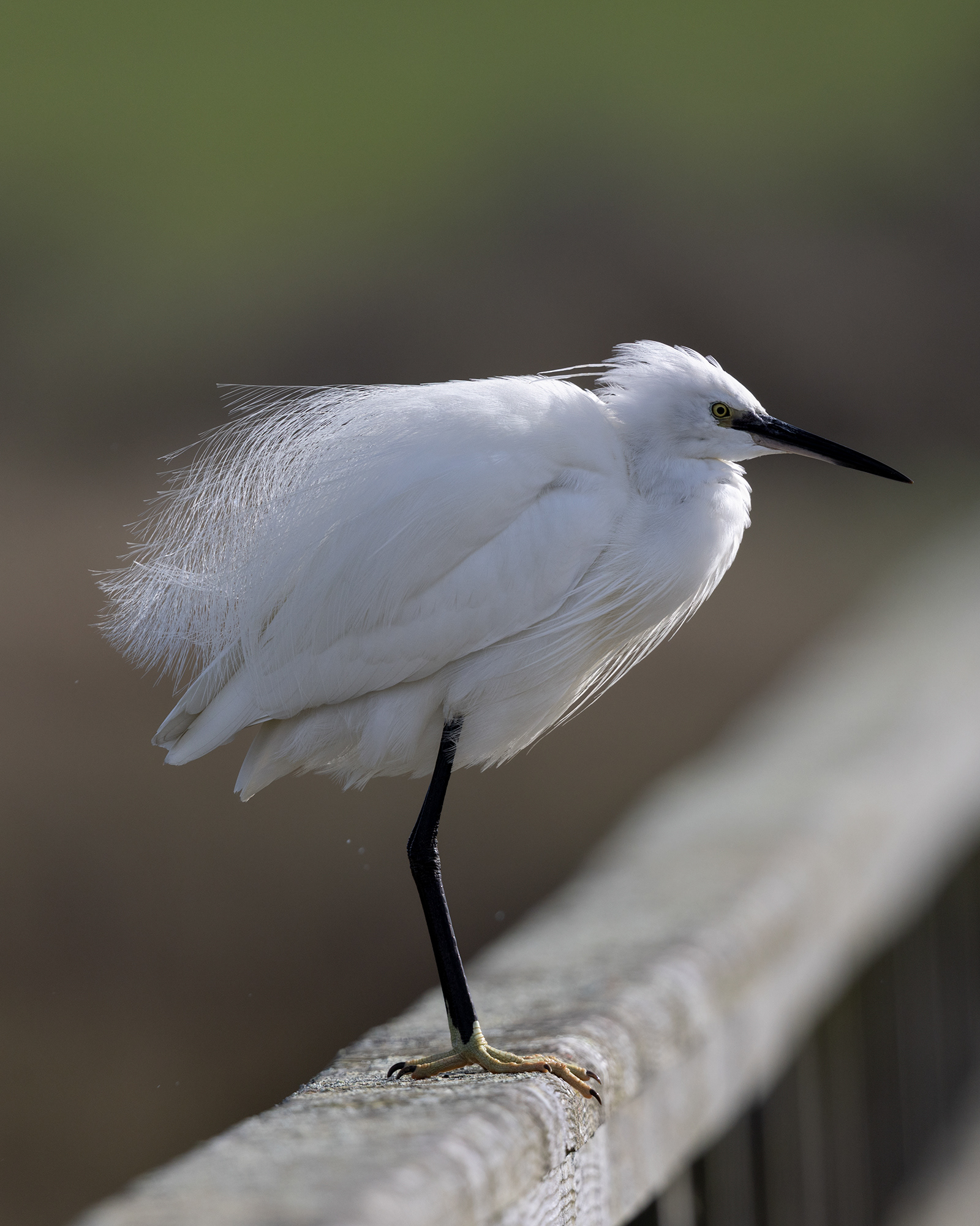 Little Egret