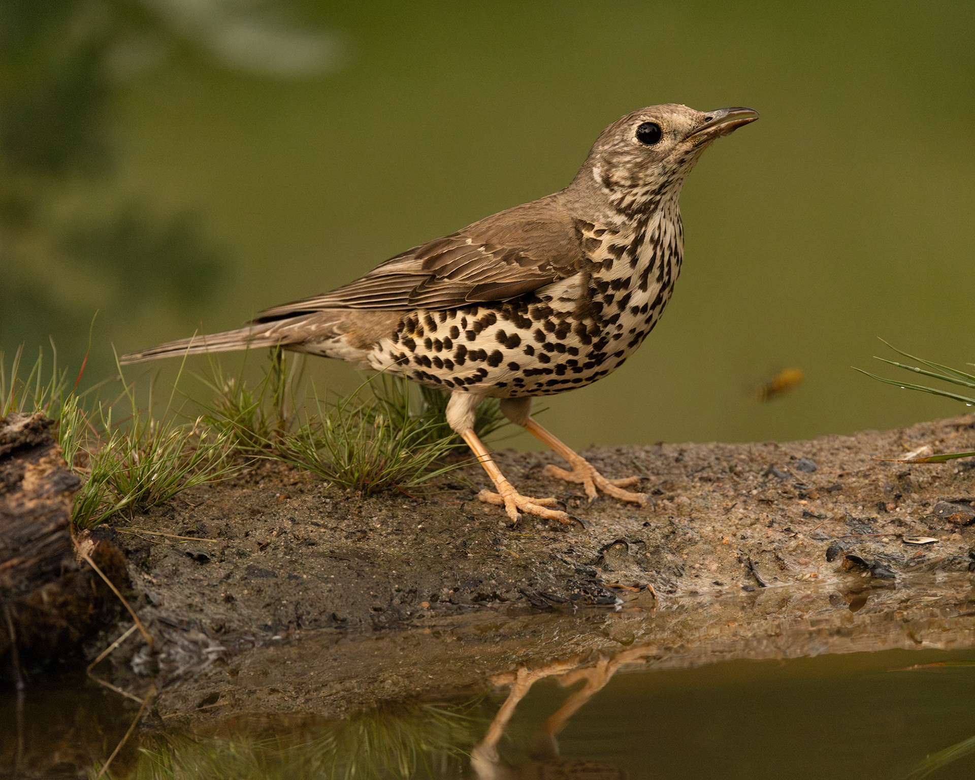 Song Thrush