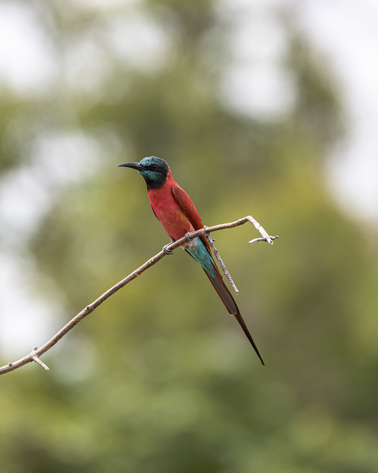 Northern Carmine Bee-eater