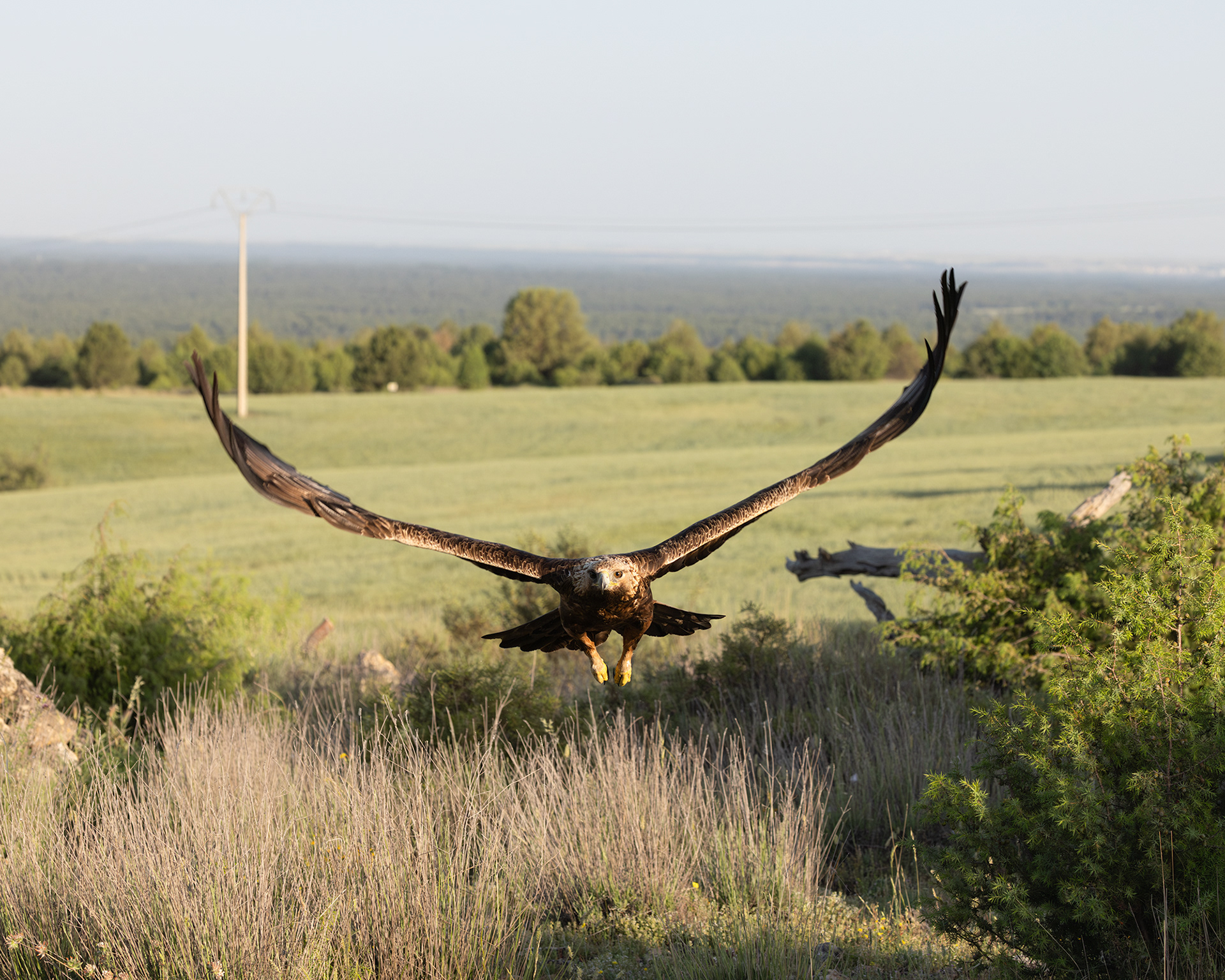 Golden Eagle