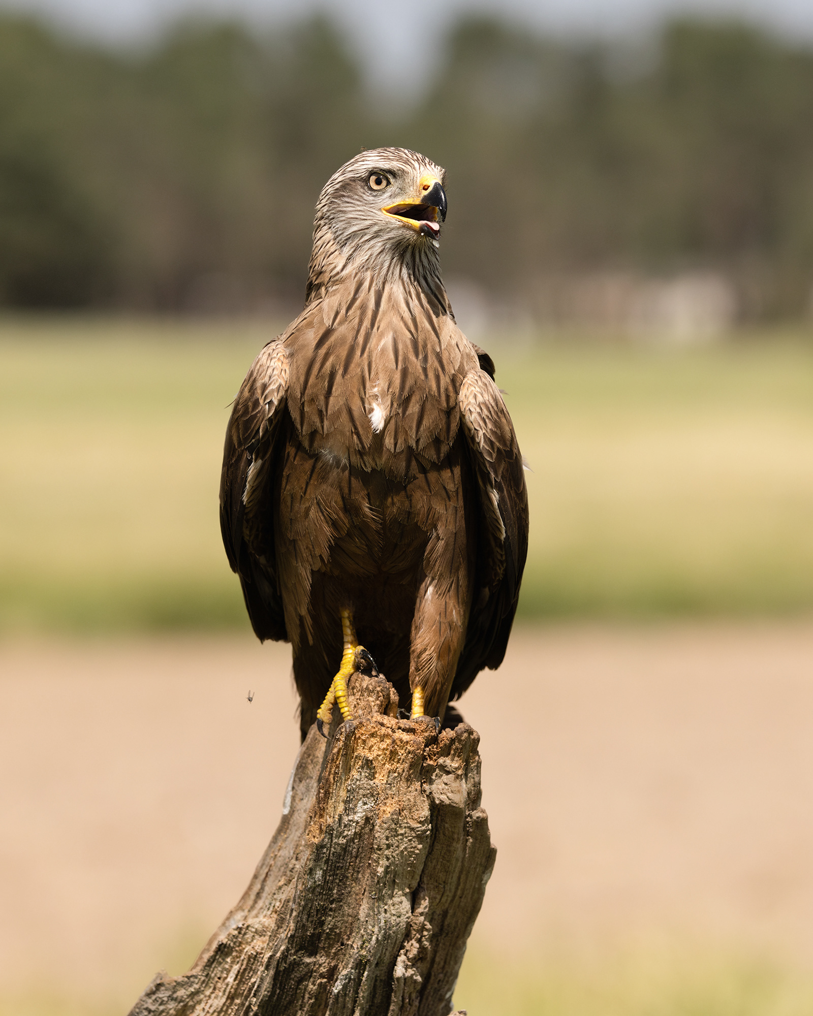 Black Kite