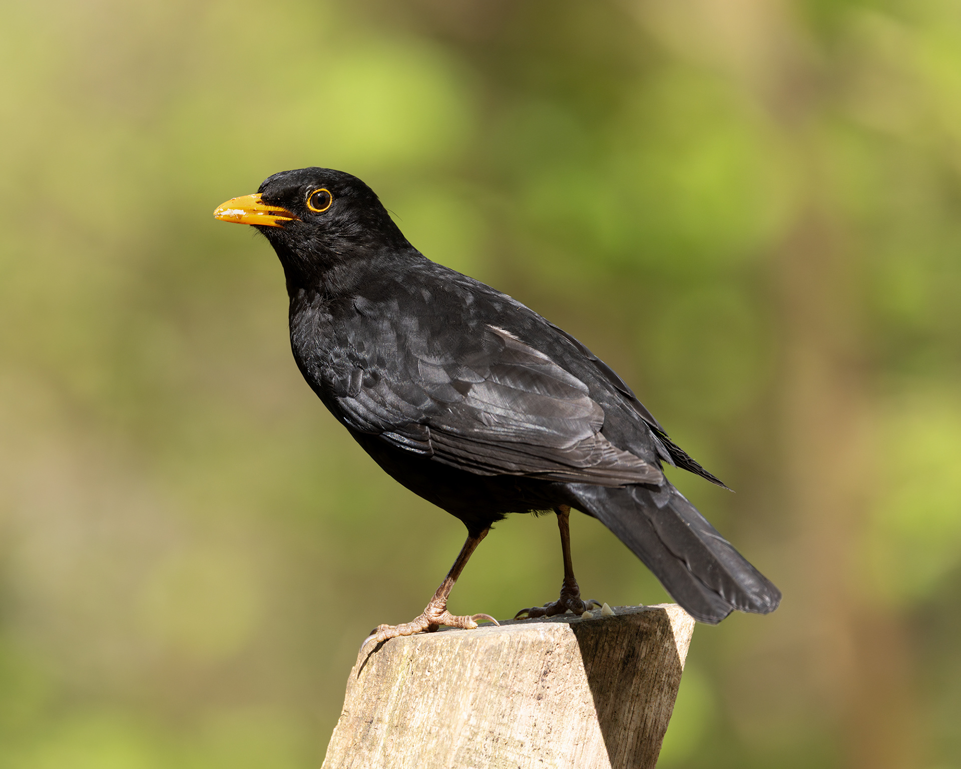 Blackbird