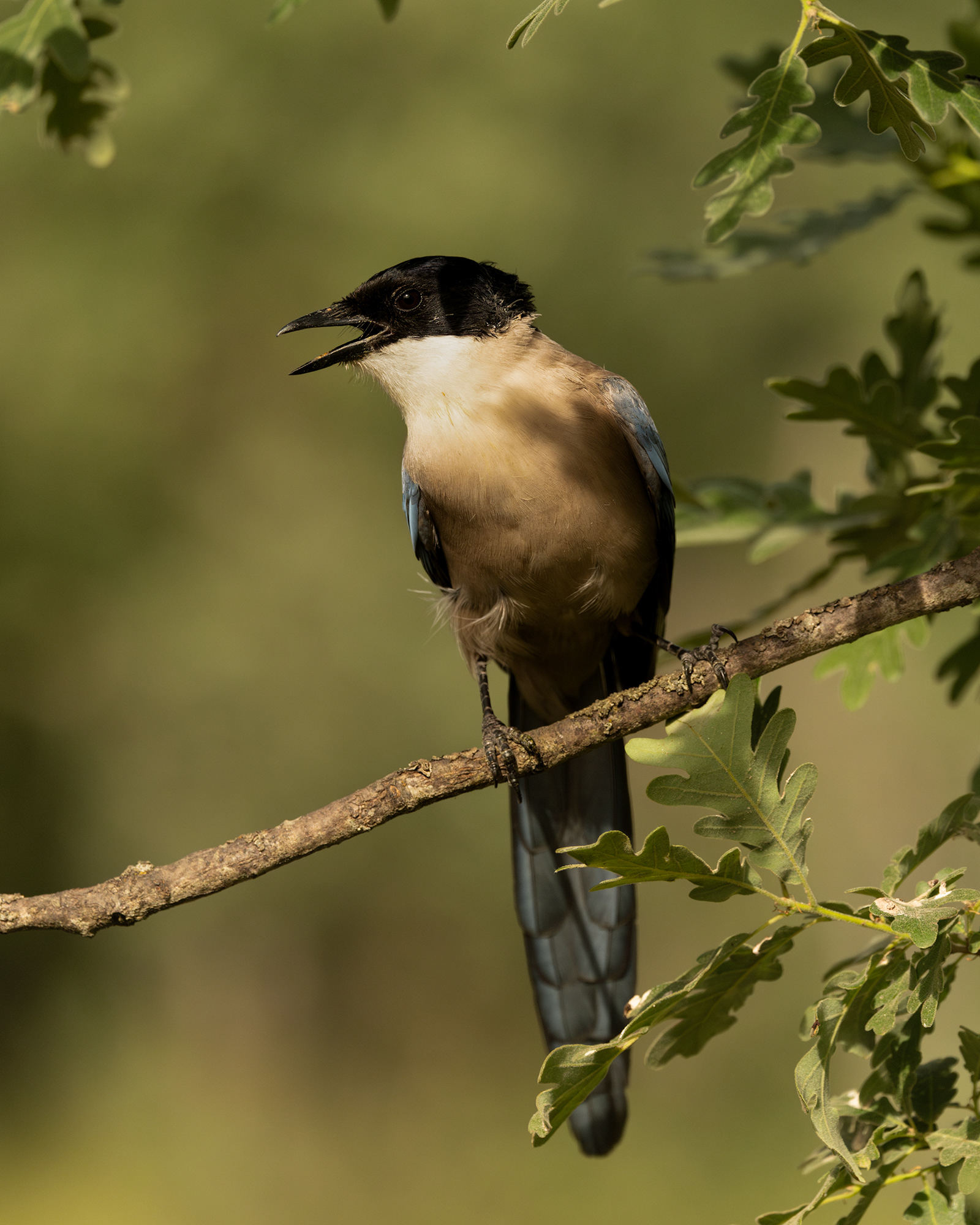 Iberian Magpie