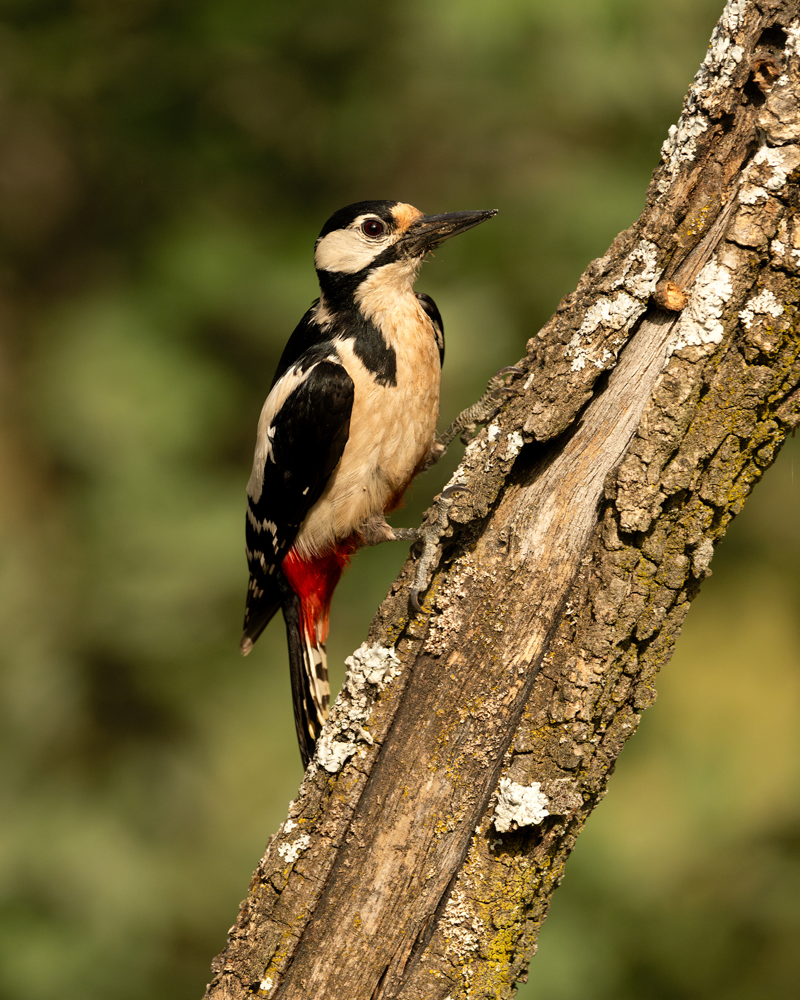 Great Spotted Woodpecker