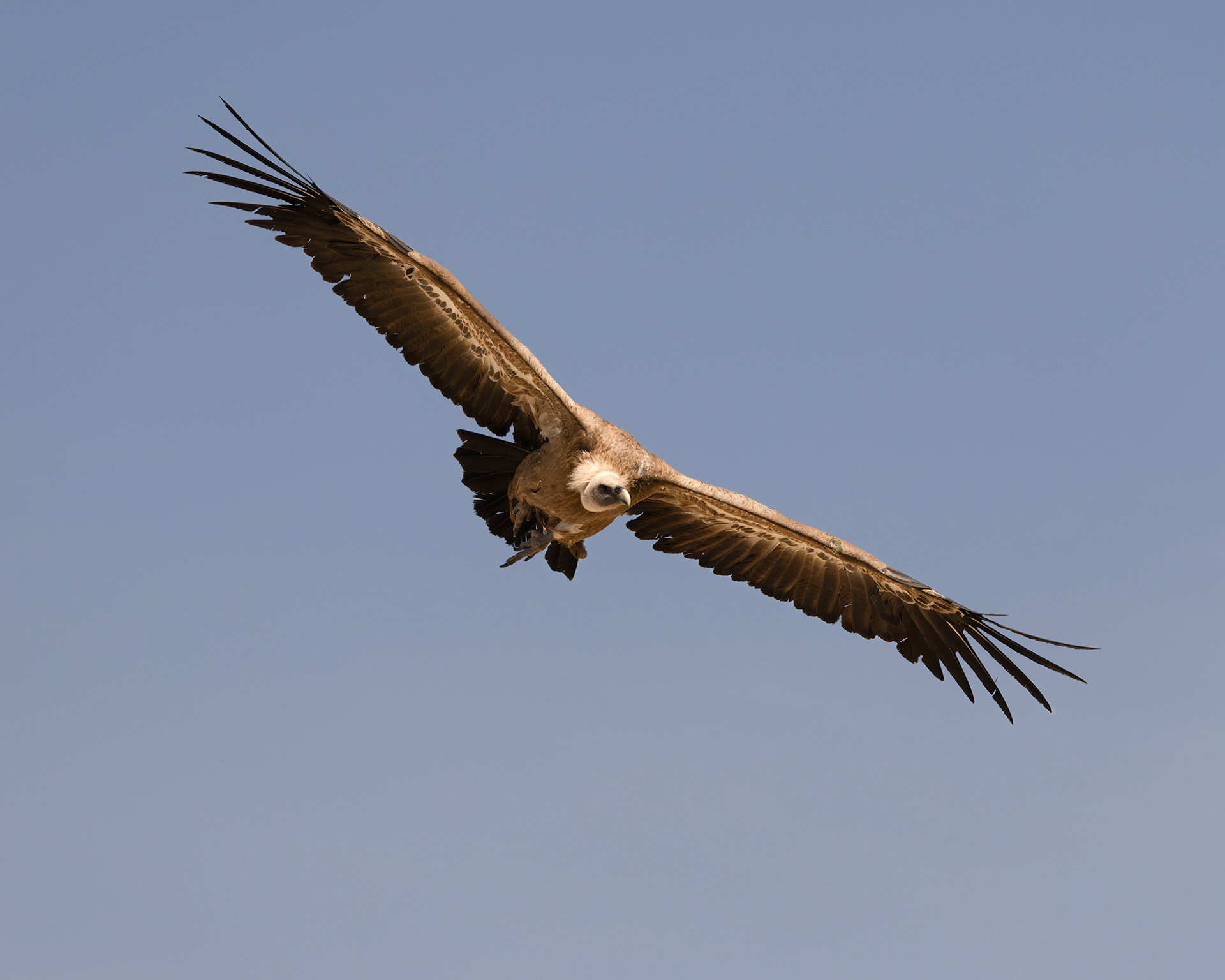 Griffon Vulture