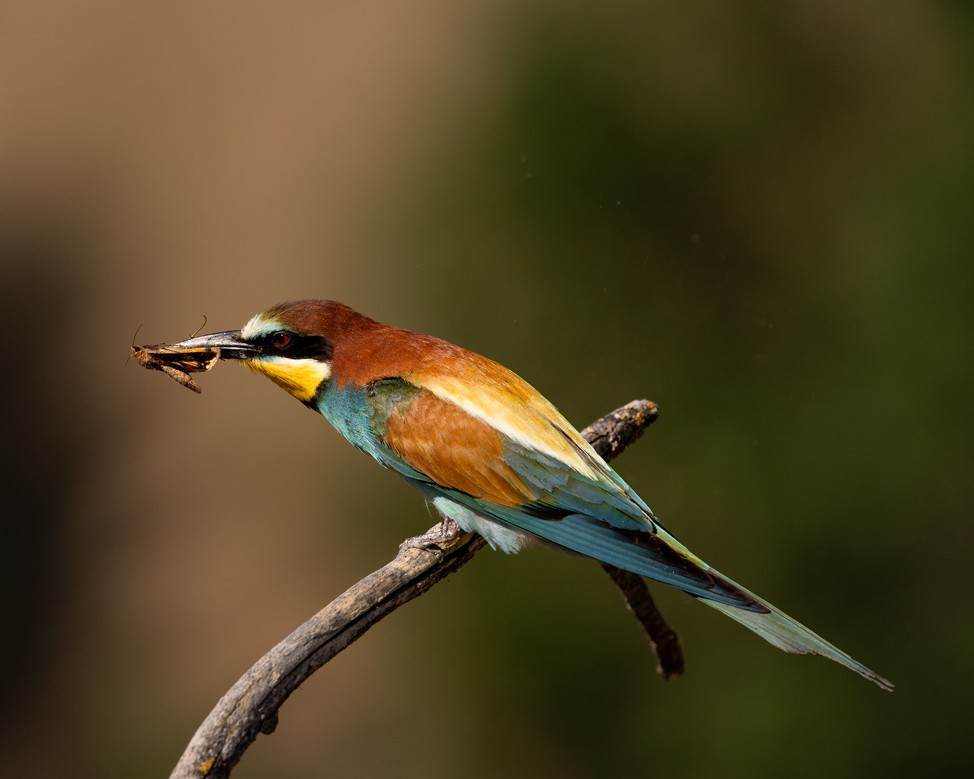 European Bee-eater