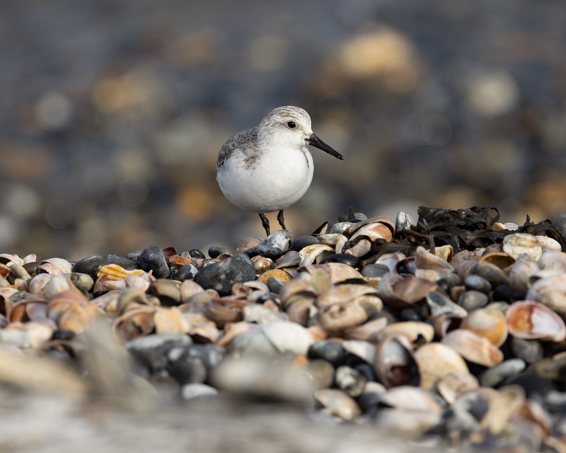 Sanderling