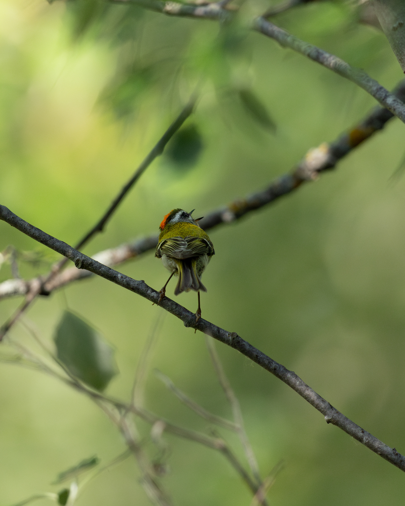 Firecrest