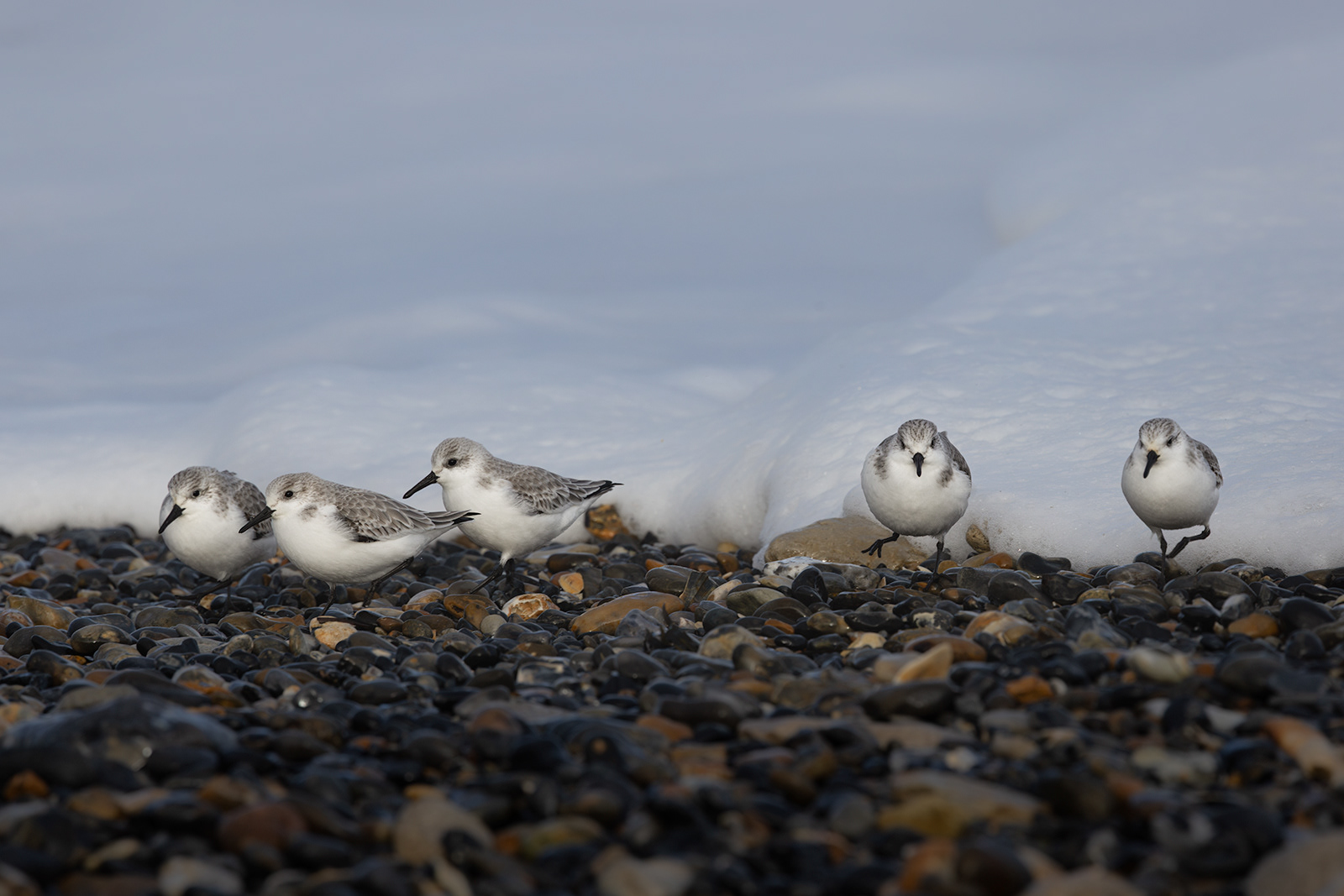 Sanderling
