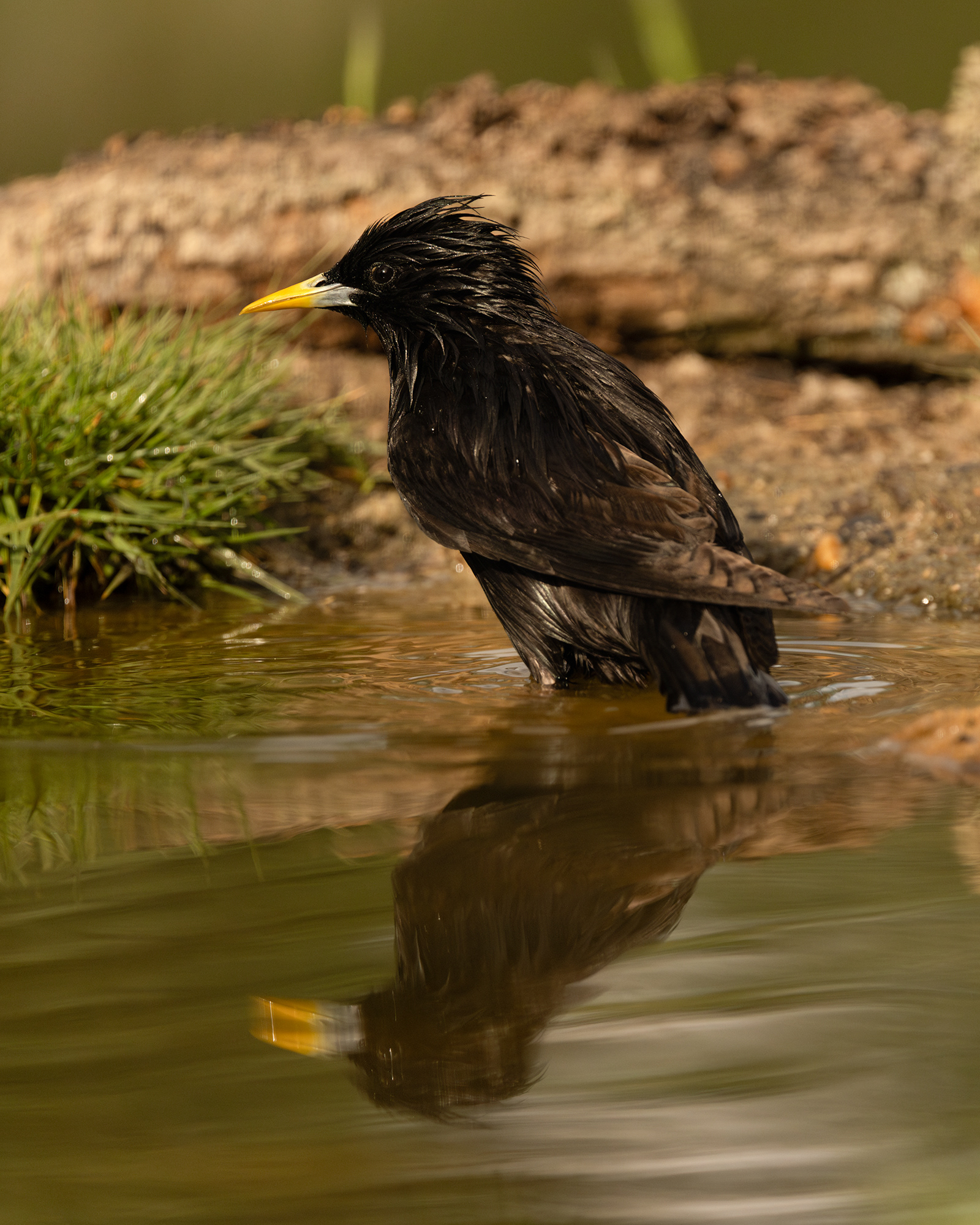 Spotless Starling
