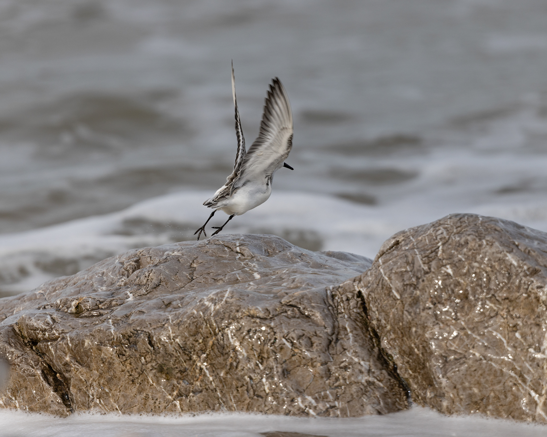 Sanderling