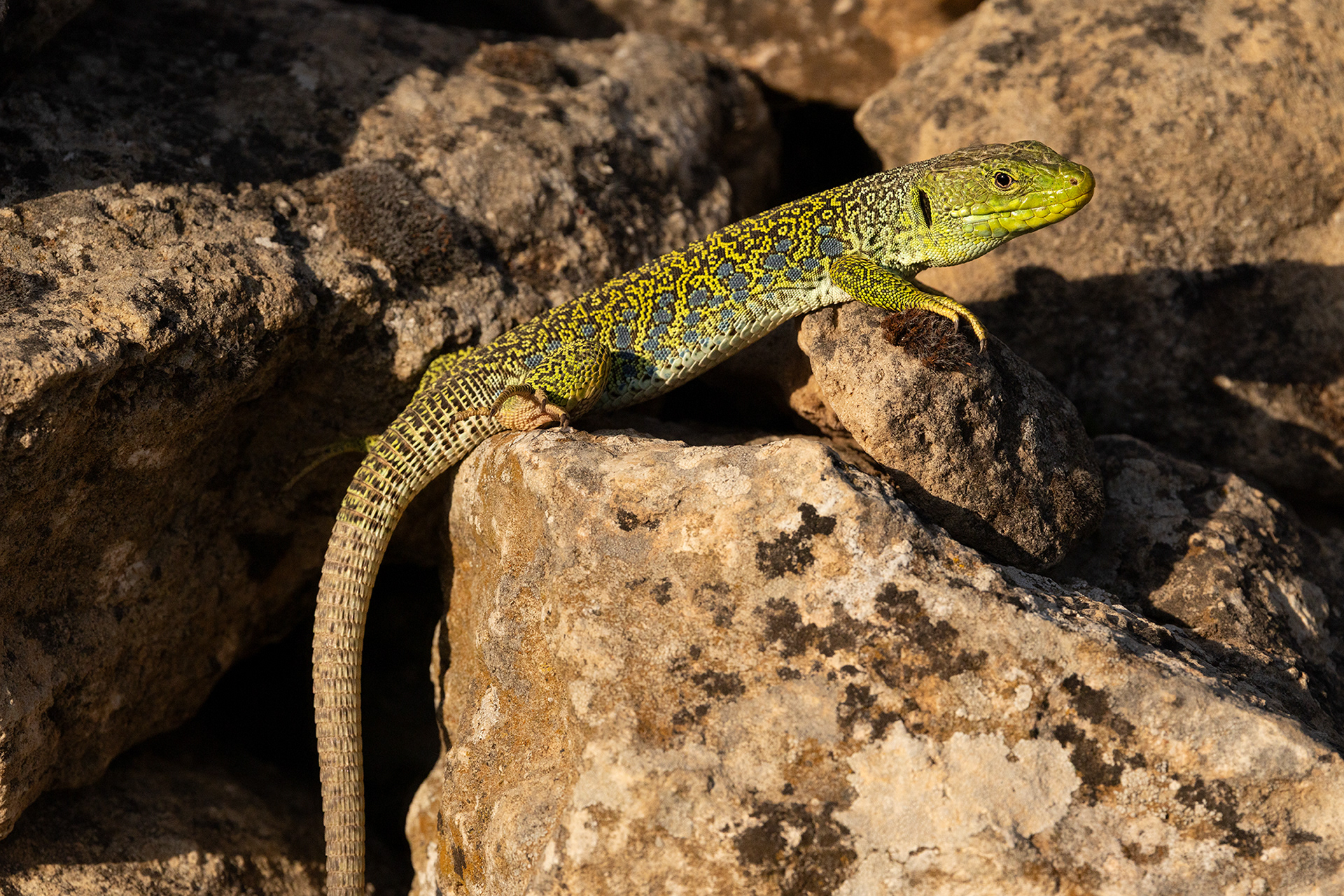 Ocellated Lizard