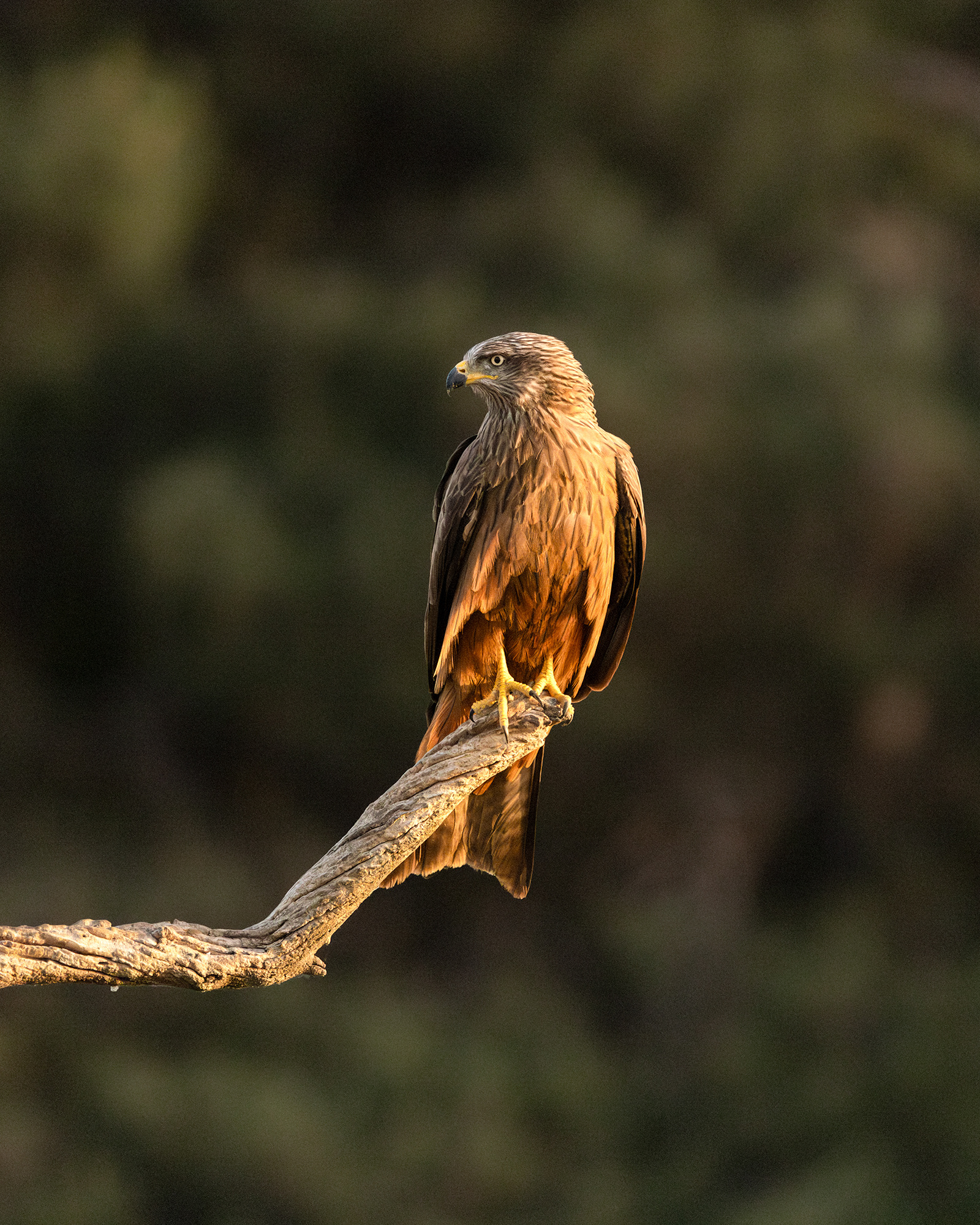 Black Kite