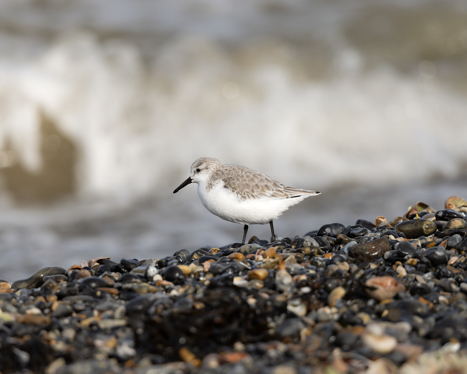 Sanderling