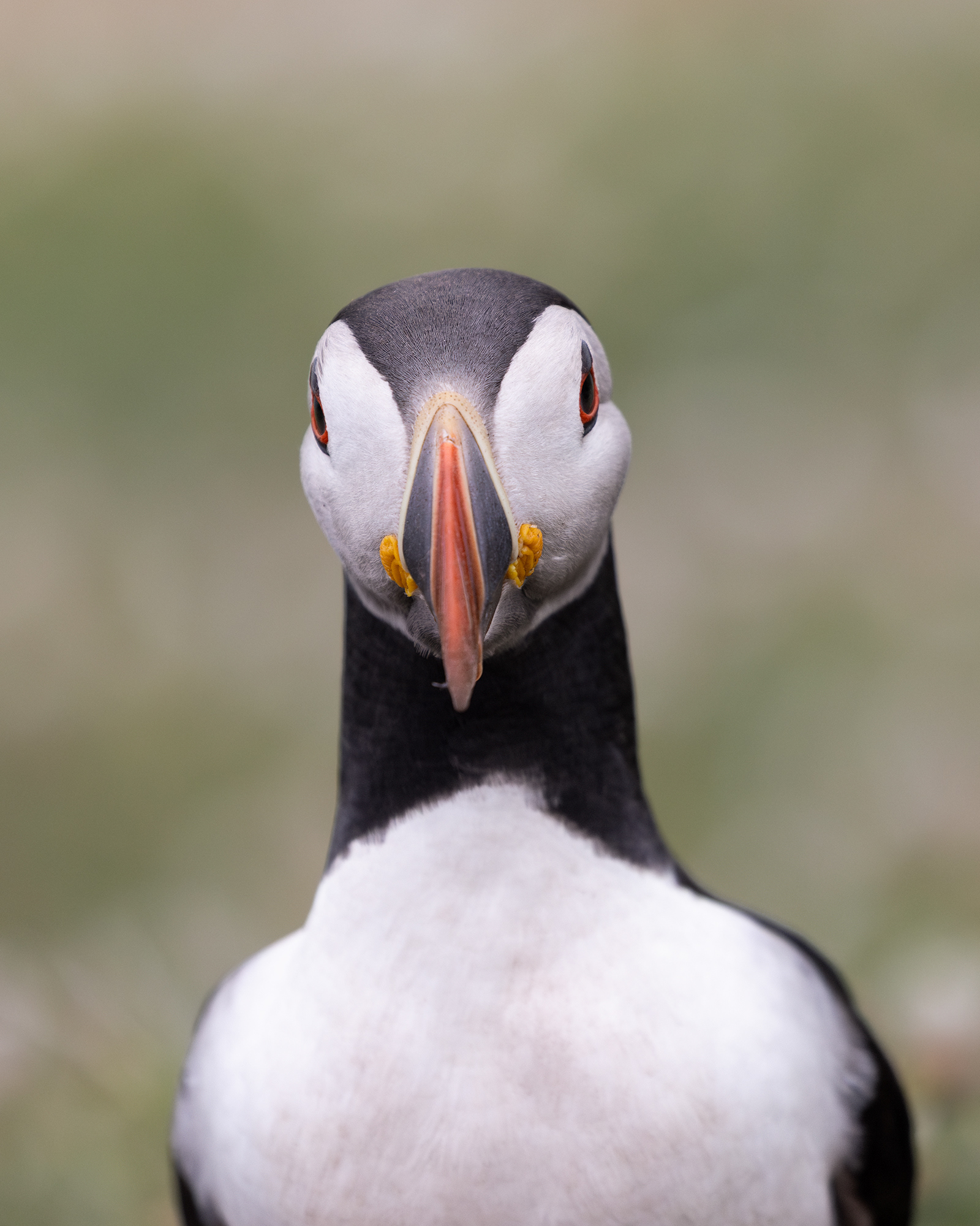 Atlantic Puffin