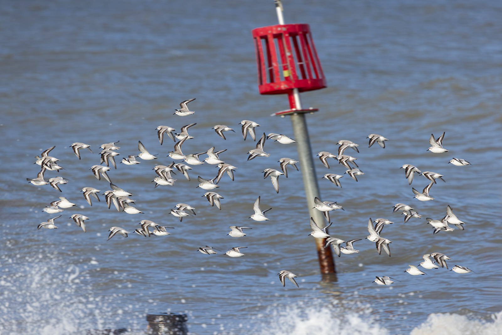 Sanderlings