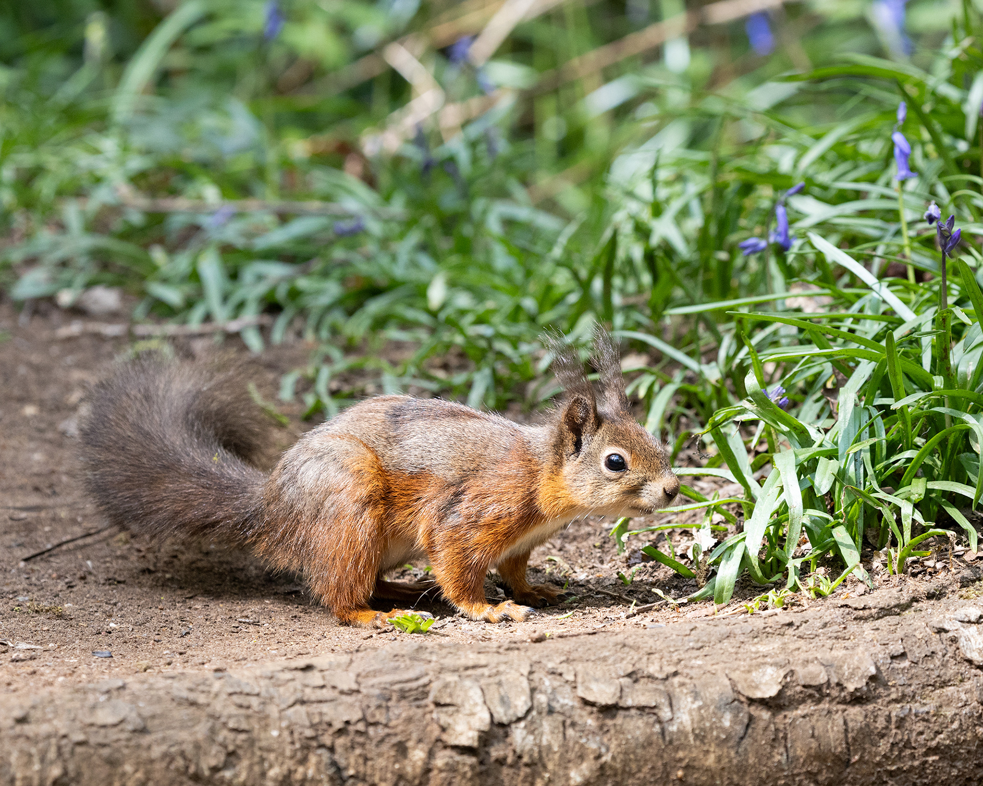 Red Squirrel