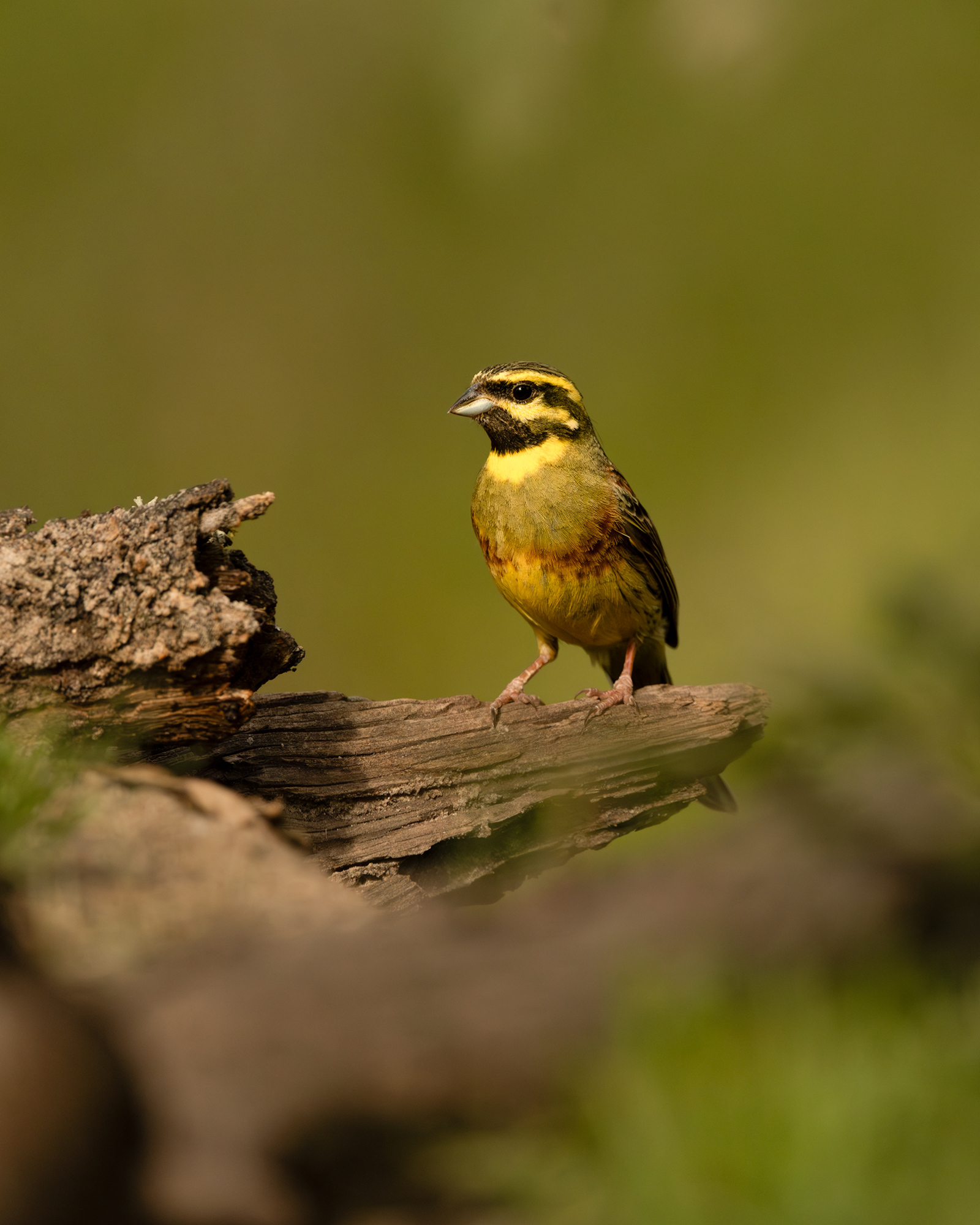 Cirl Bunting
