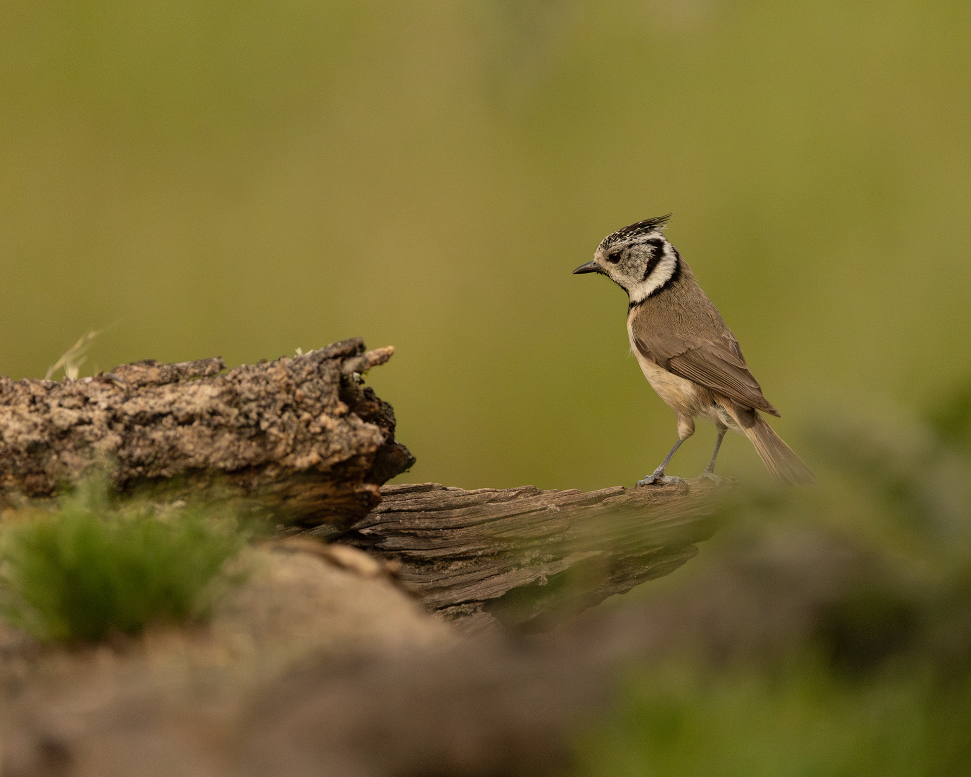 Crested Tit