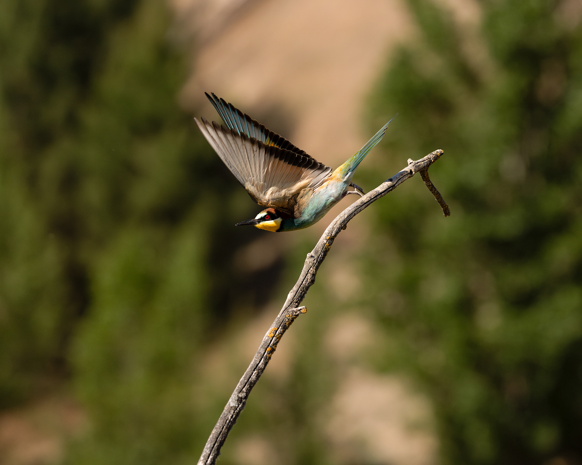 European Bee-eater