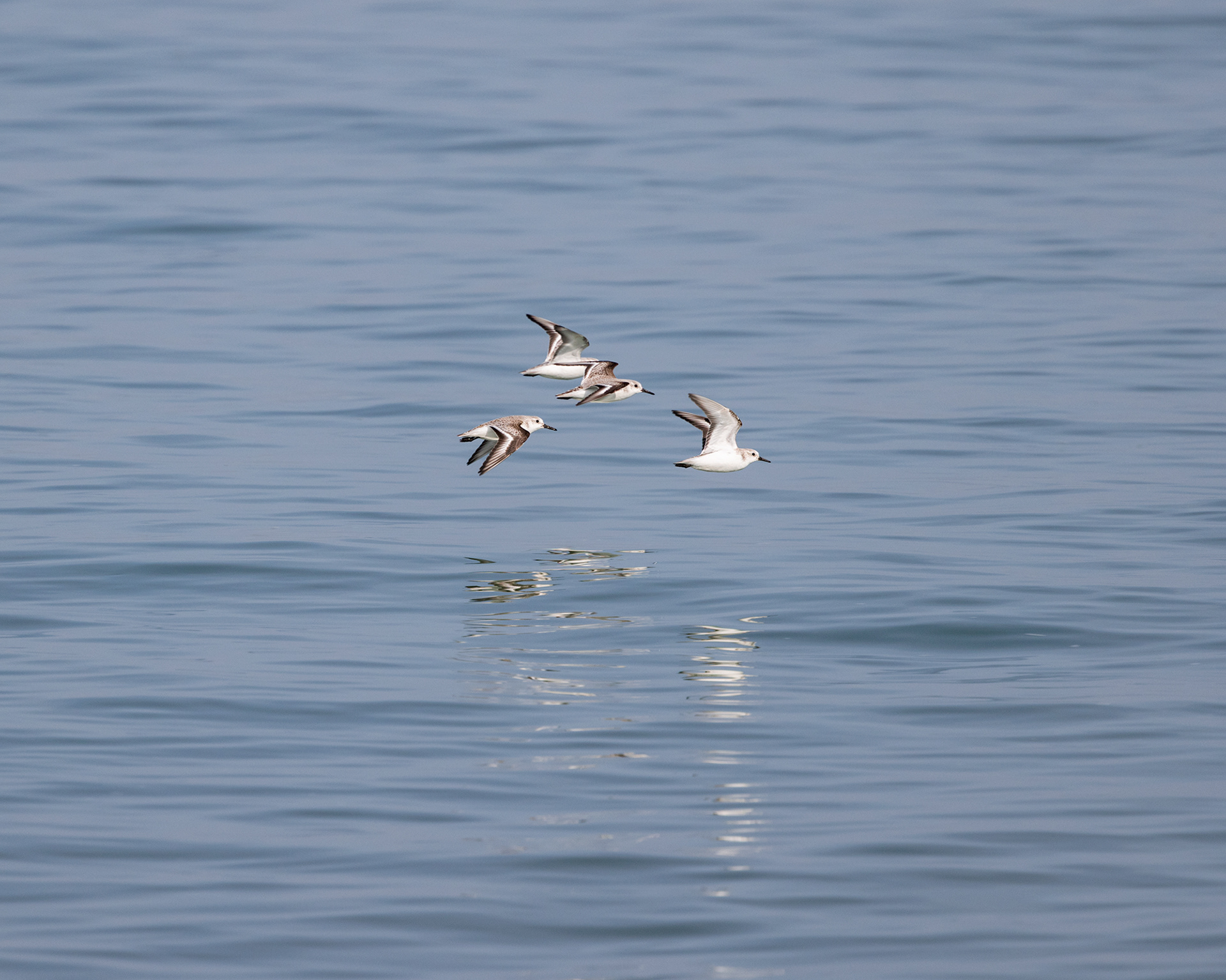 Sanderling