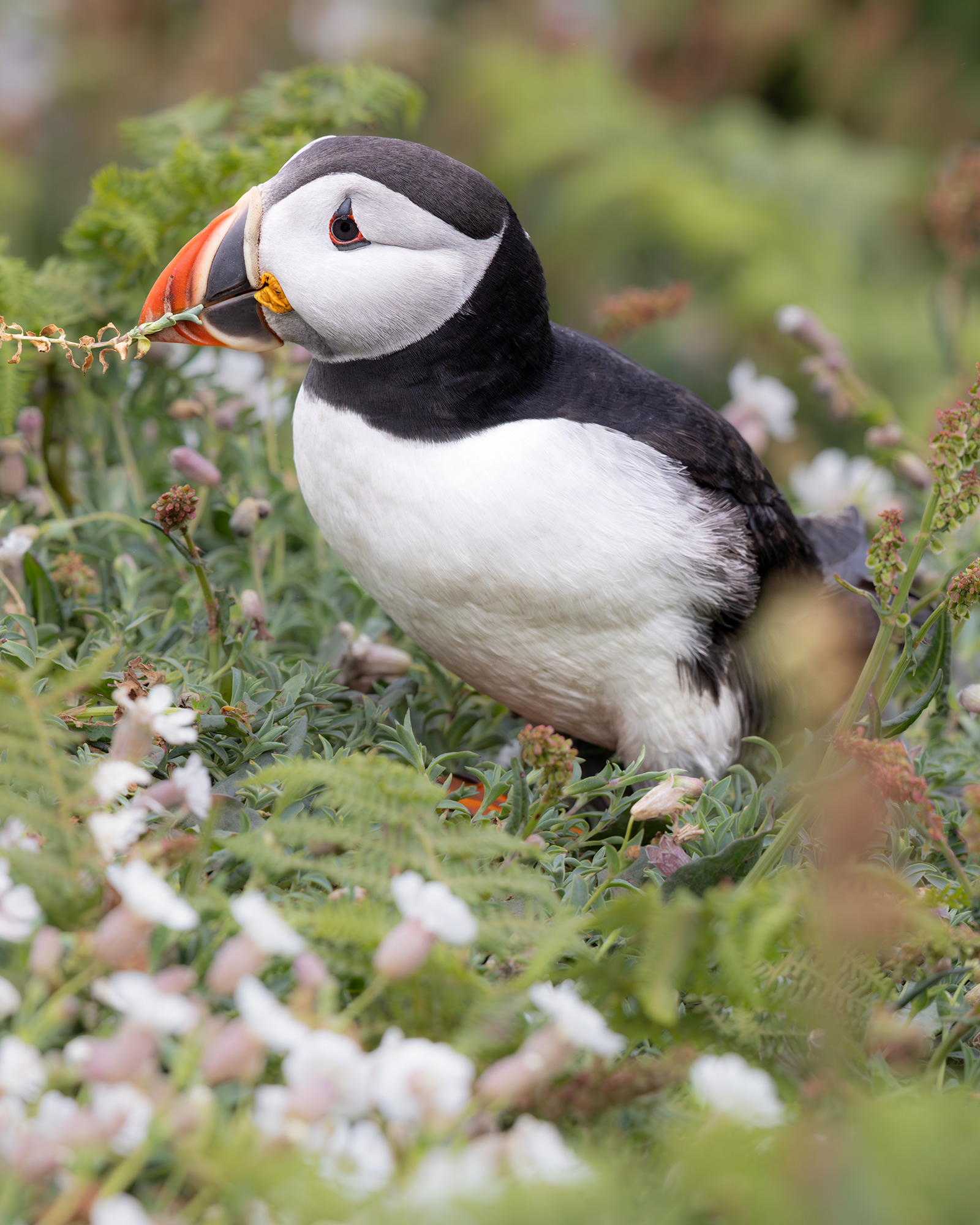 Atlantic Puffin