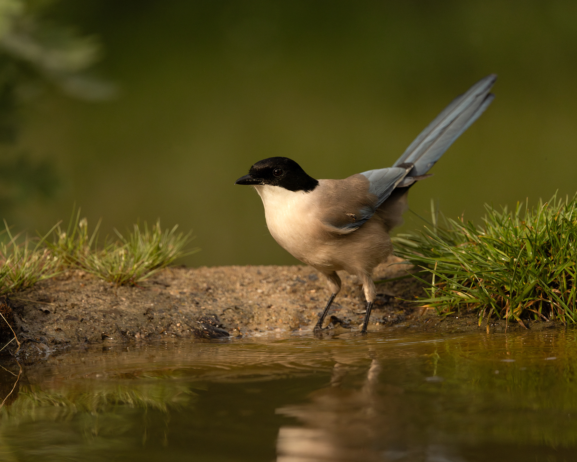 Iberian Magpie