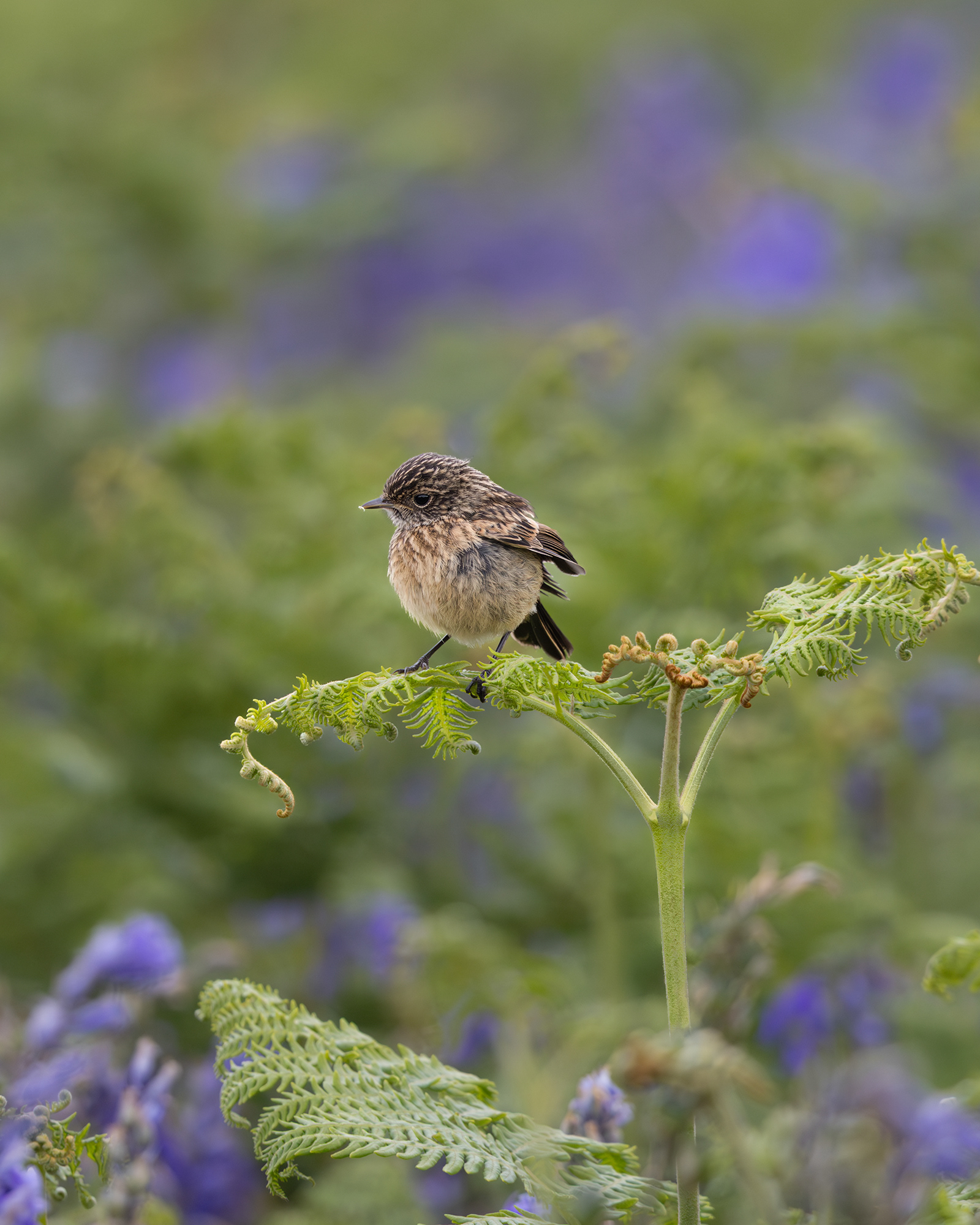Juvenile Stonechat