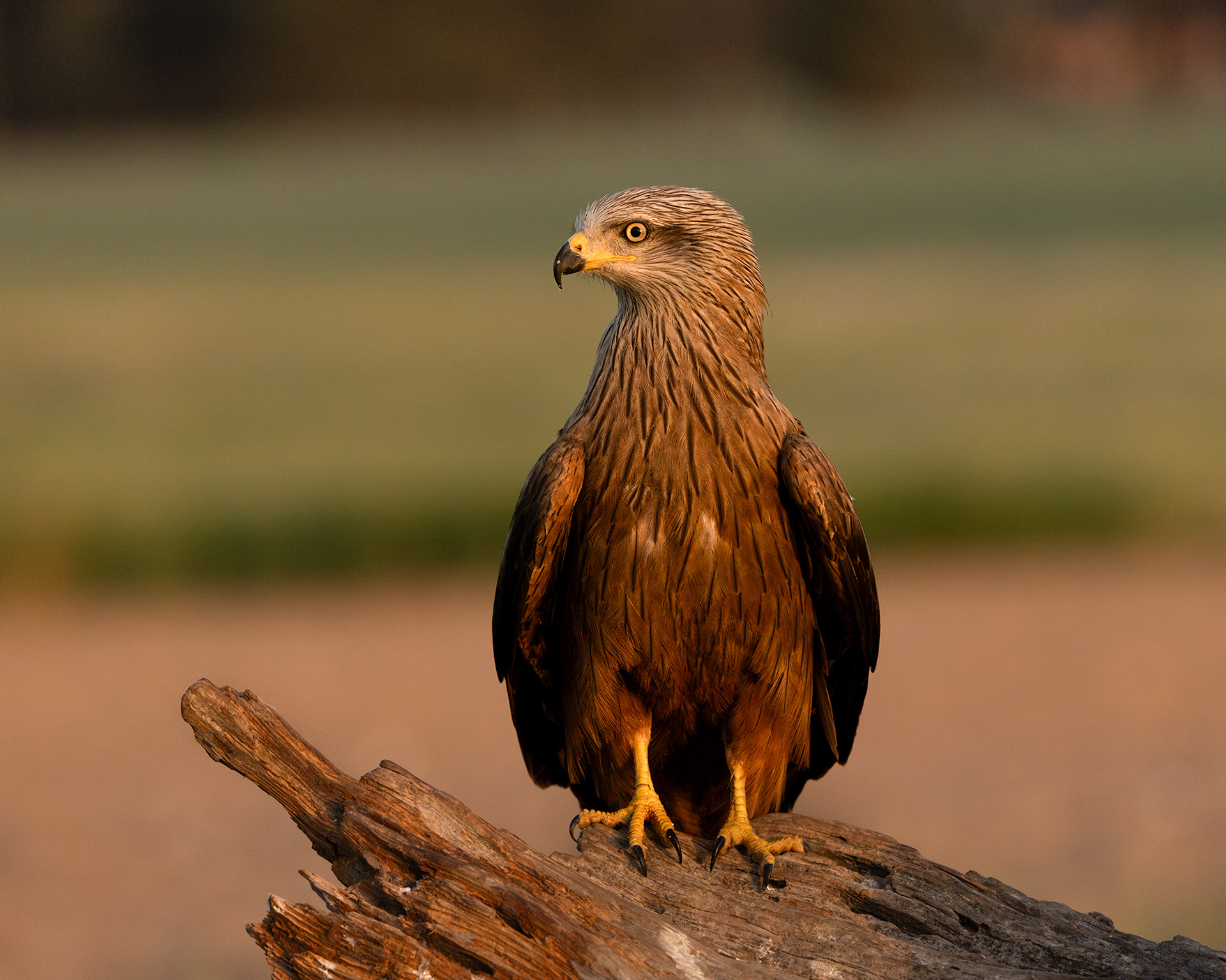 Black Kite