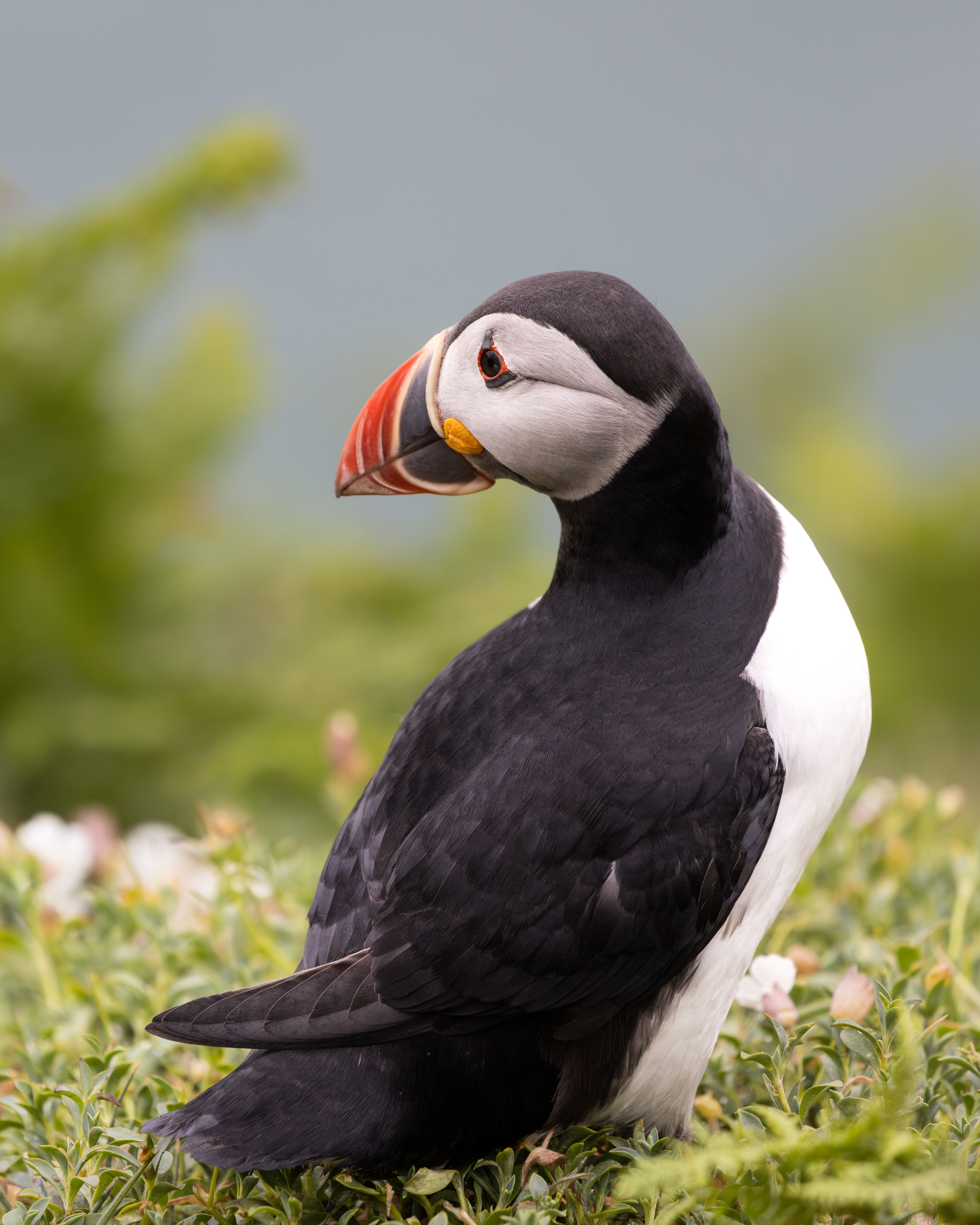Atlantic Puffin