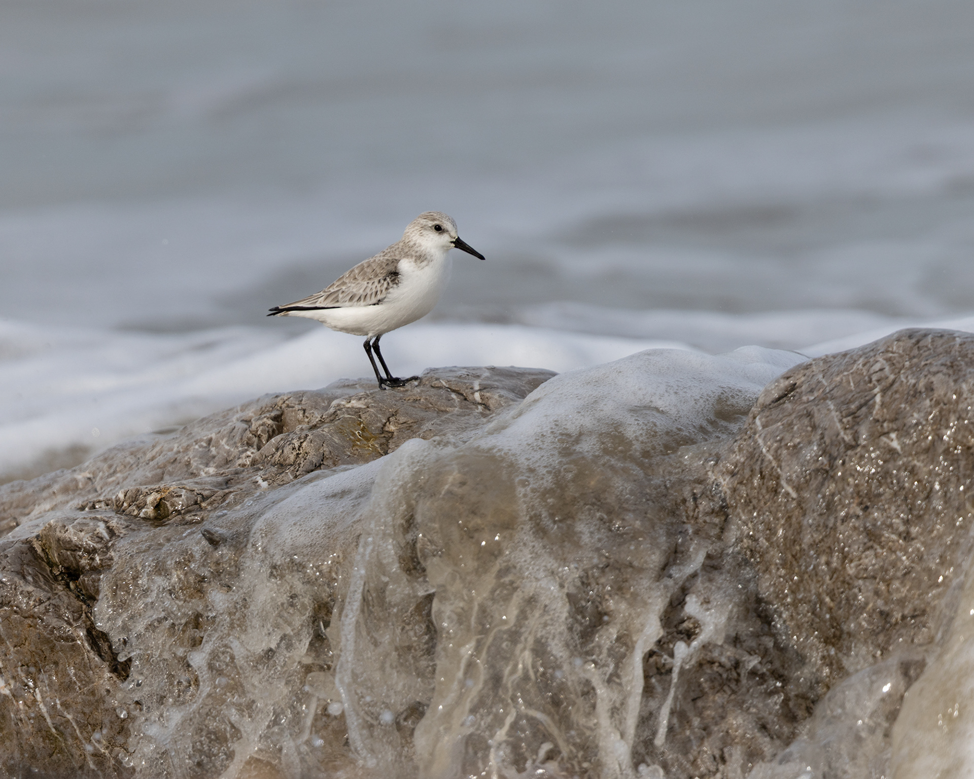 Sanderling