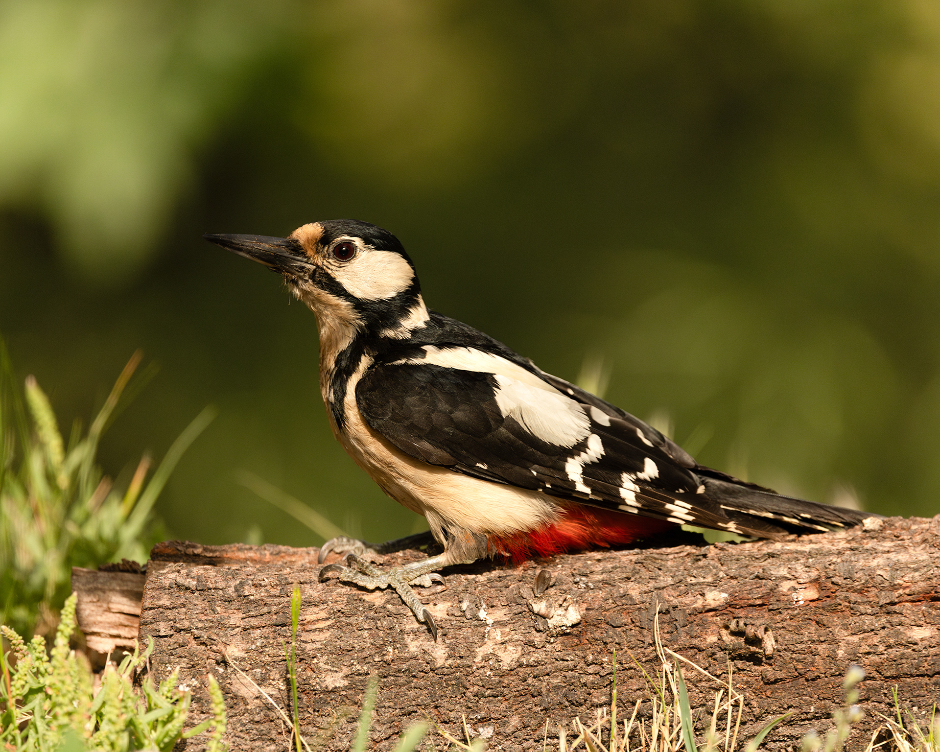Great Spotted Woodpecker