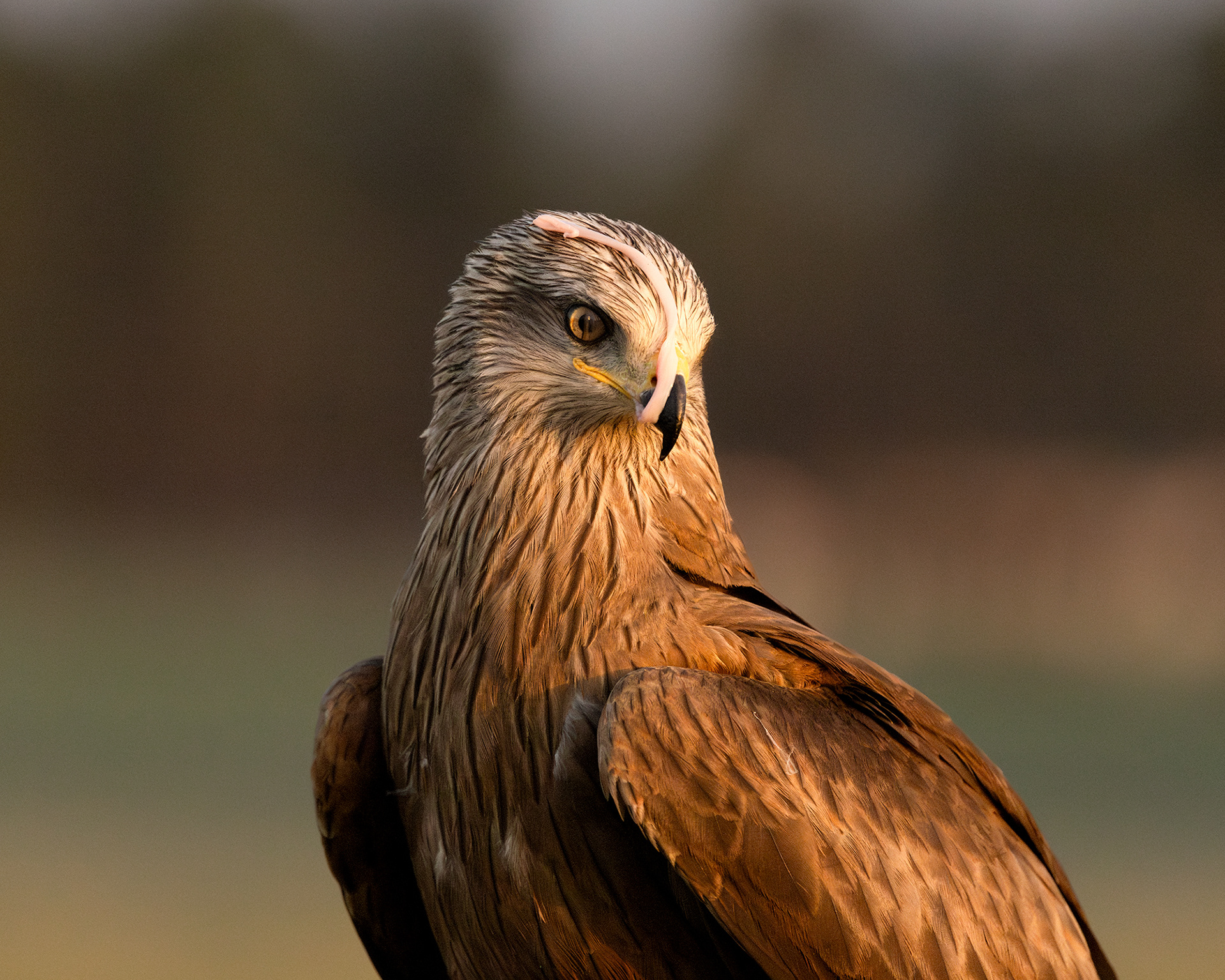 Black Kite
