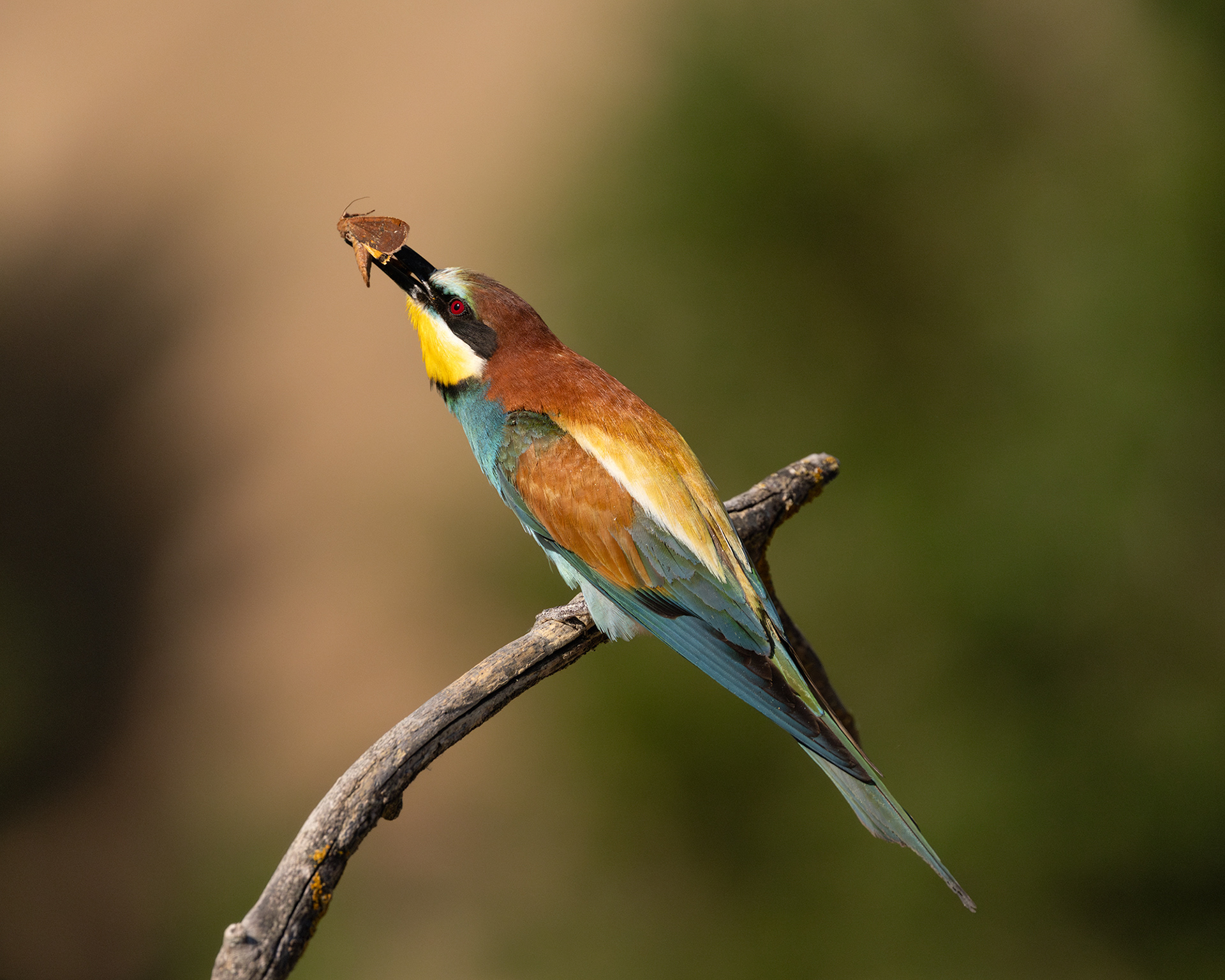 European Bee-eater