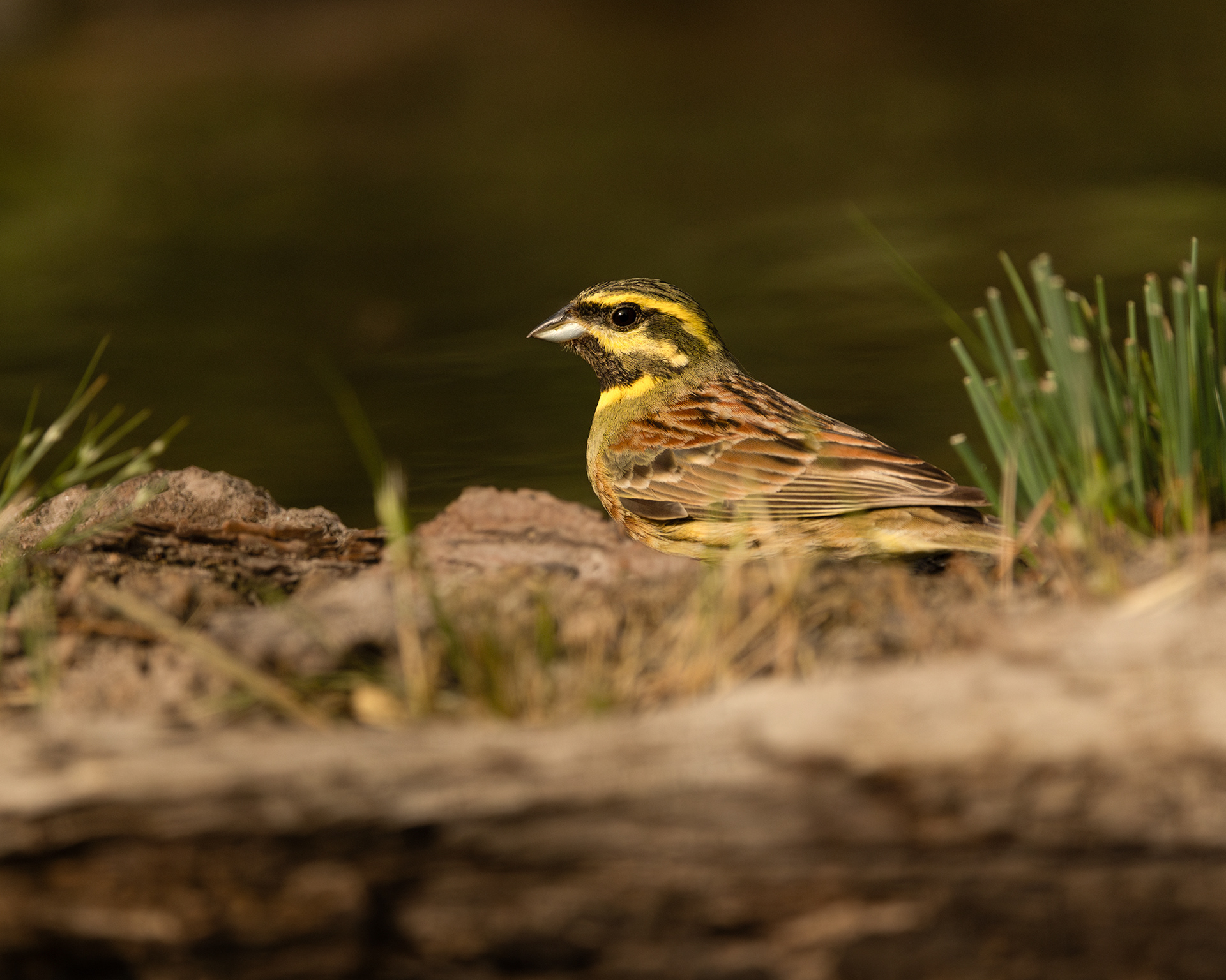 Cirl Bunting