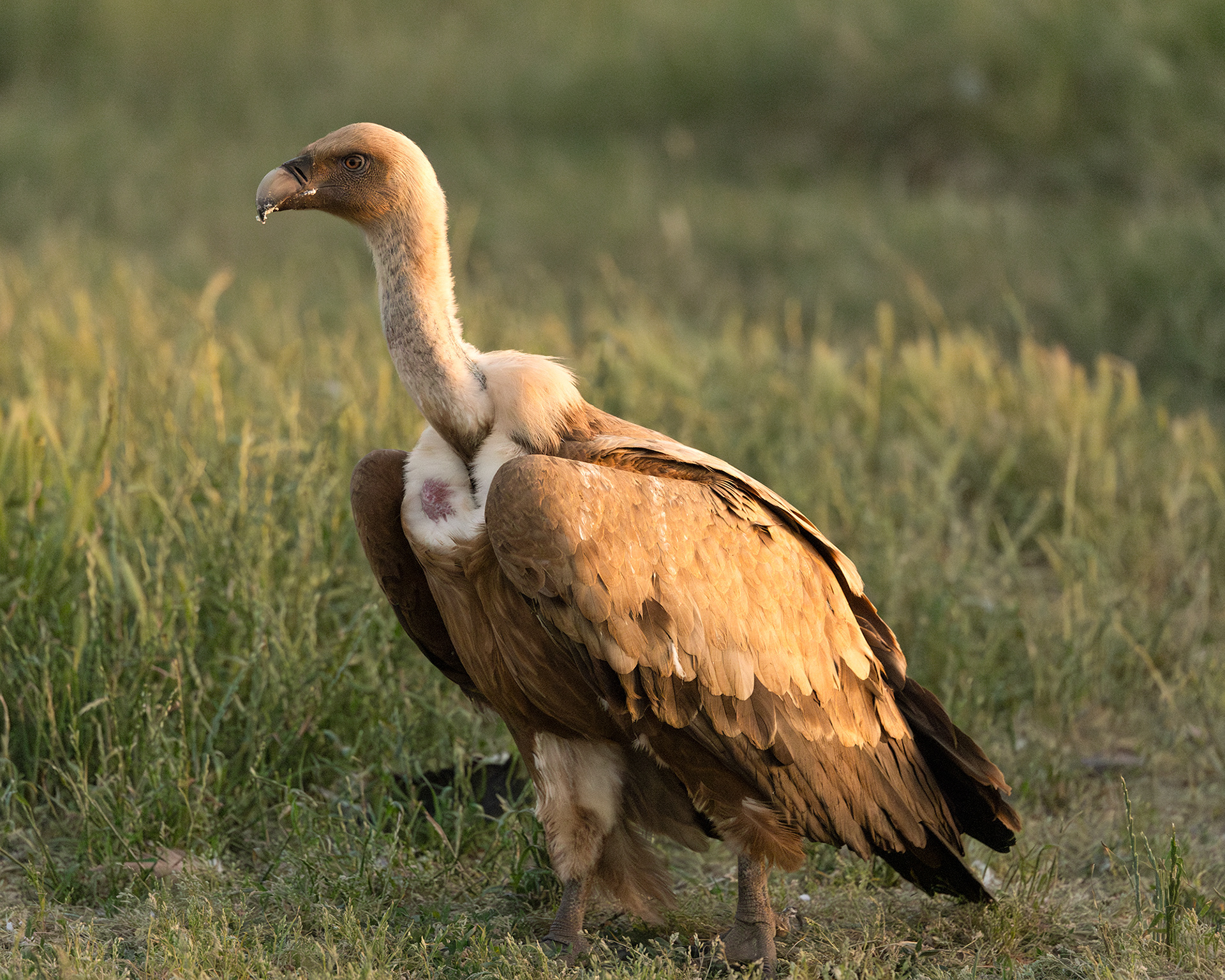 Griffon Vulture