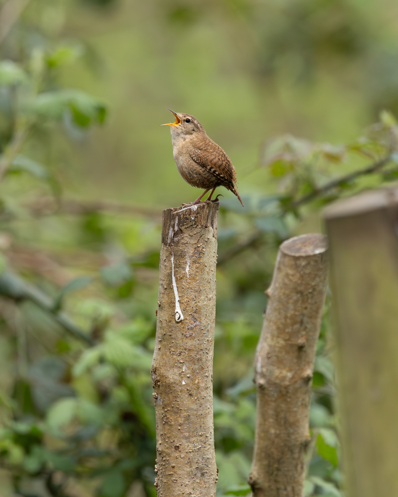 Wren