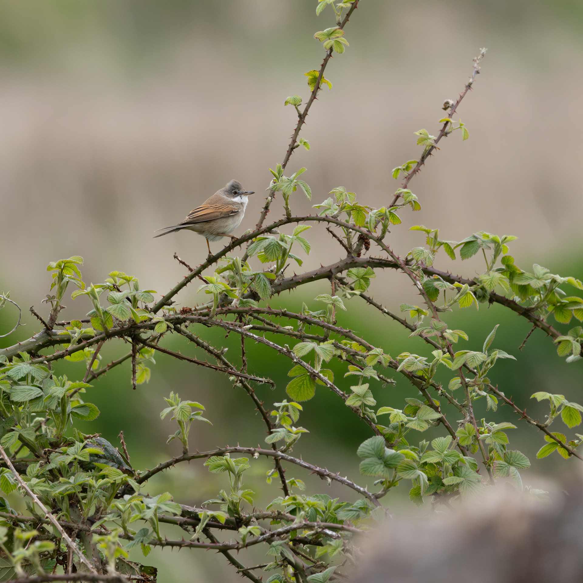 Common Whitethroat